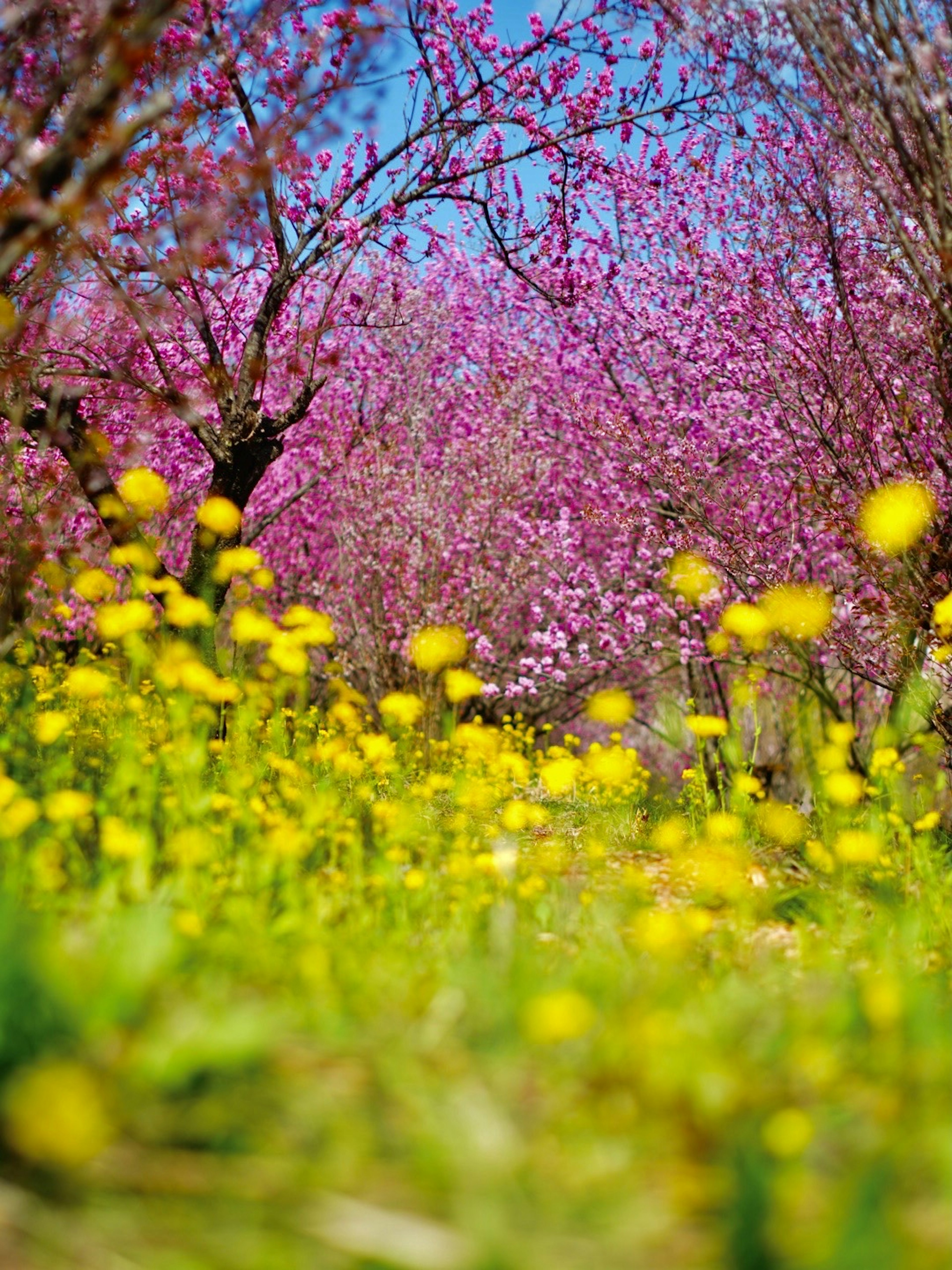 Pemandangan musim semi dengan bunga pink yang mekar dan dandelion kuning