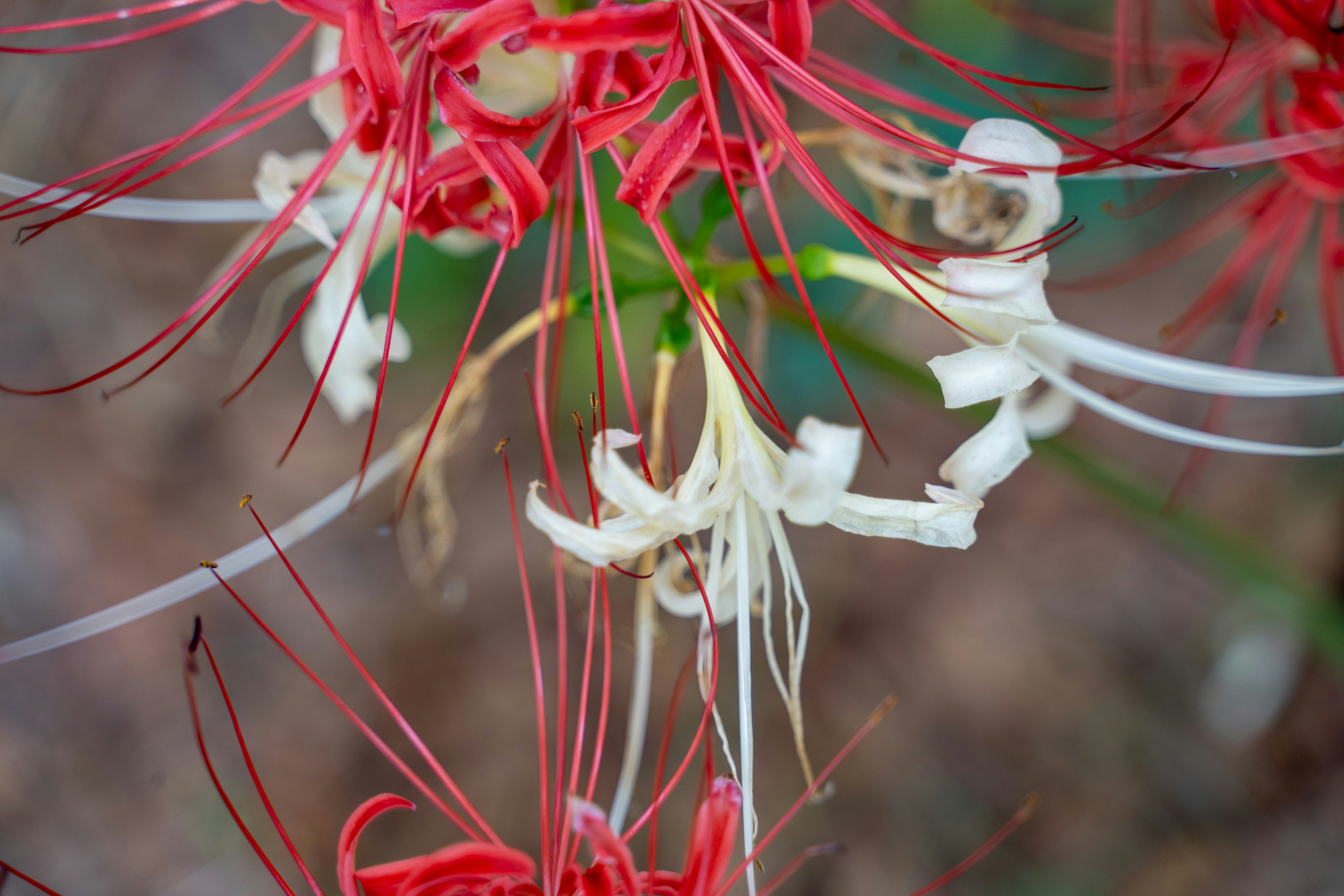 赤と白の花の詳細なクローズアップ