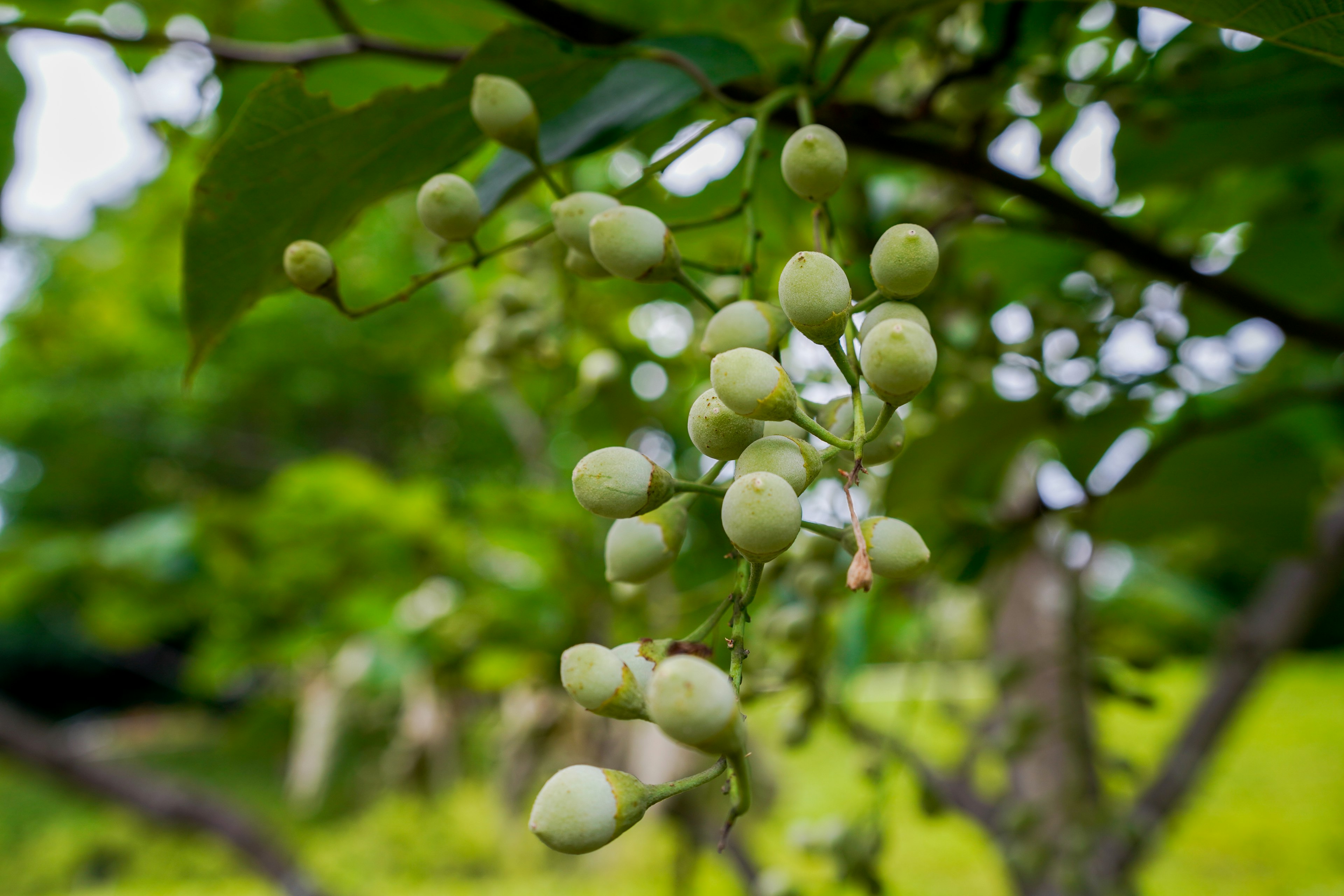 Bunch of white fruits hanging against a green leafy background