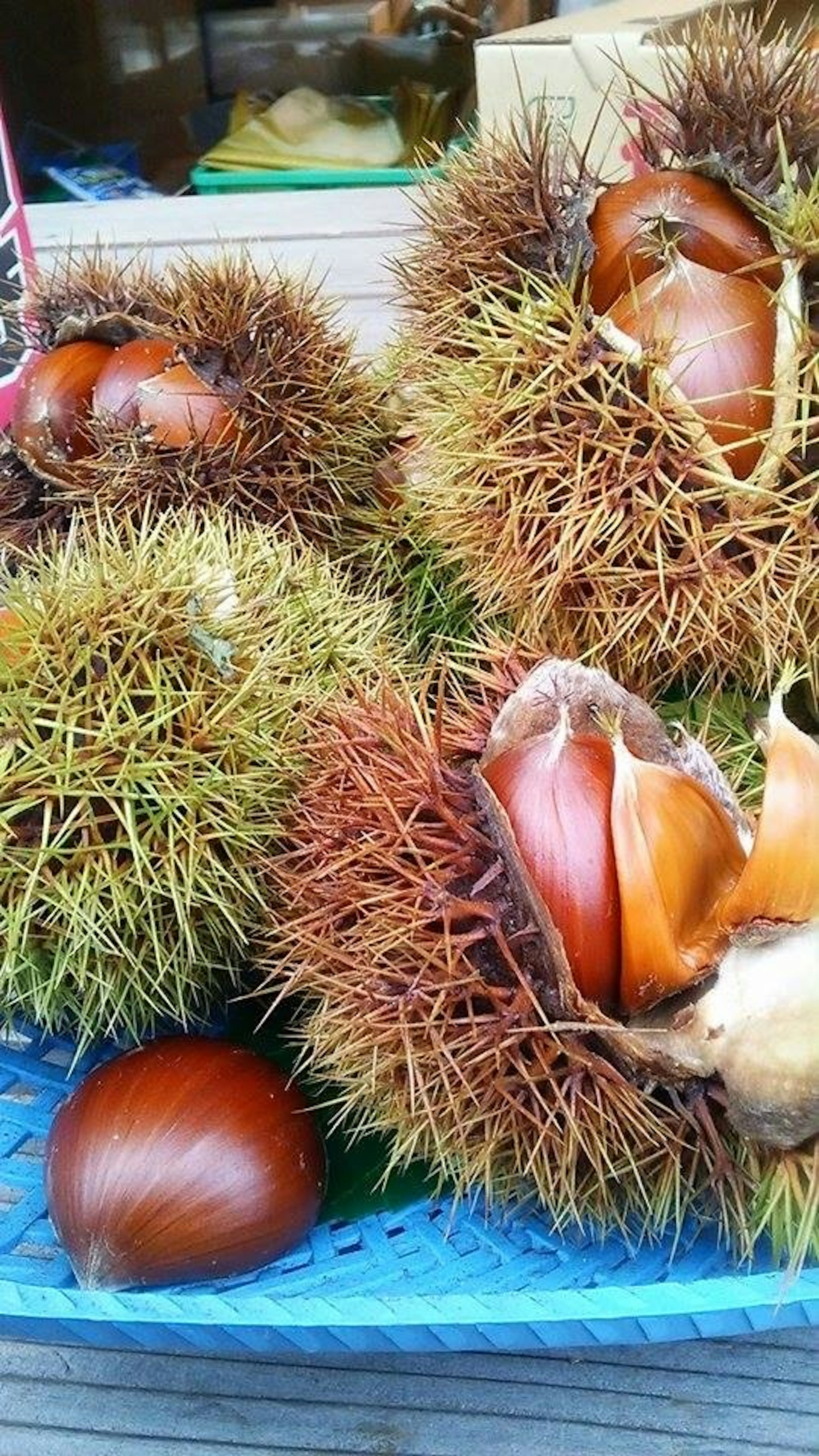 Castagne con gusci spinosi e parti commestibili interne