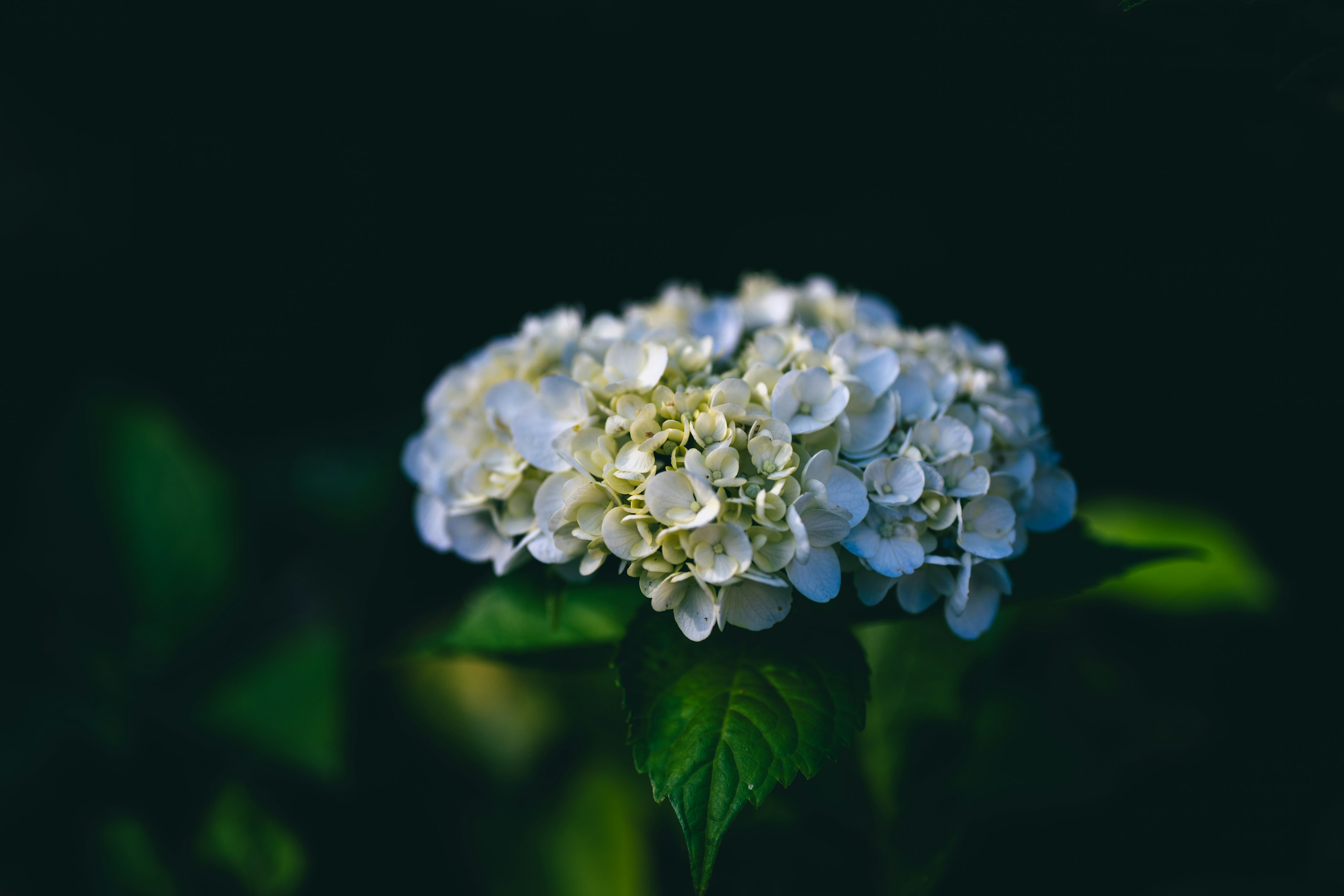 Fiore di ortensia bianca che fiorisce tra foglie verdi