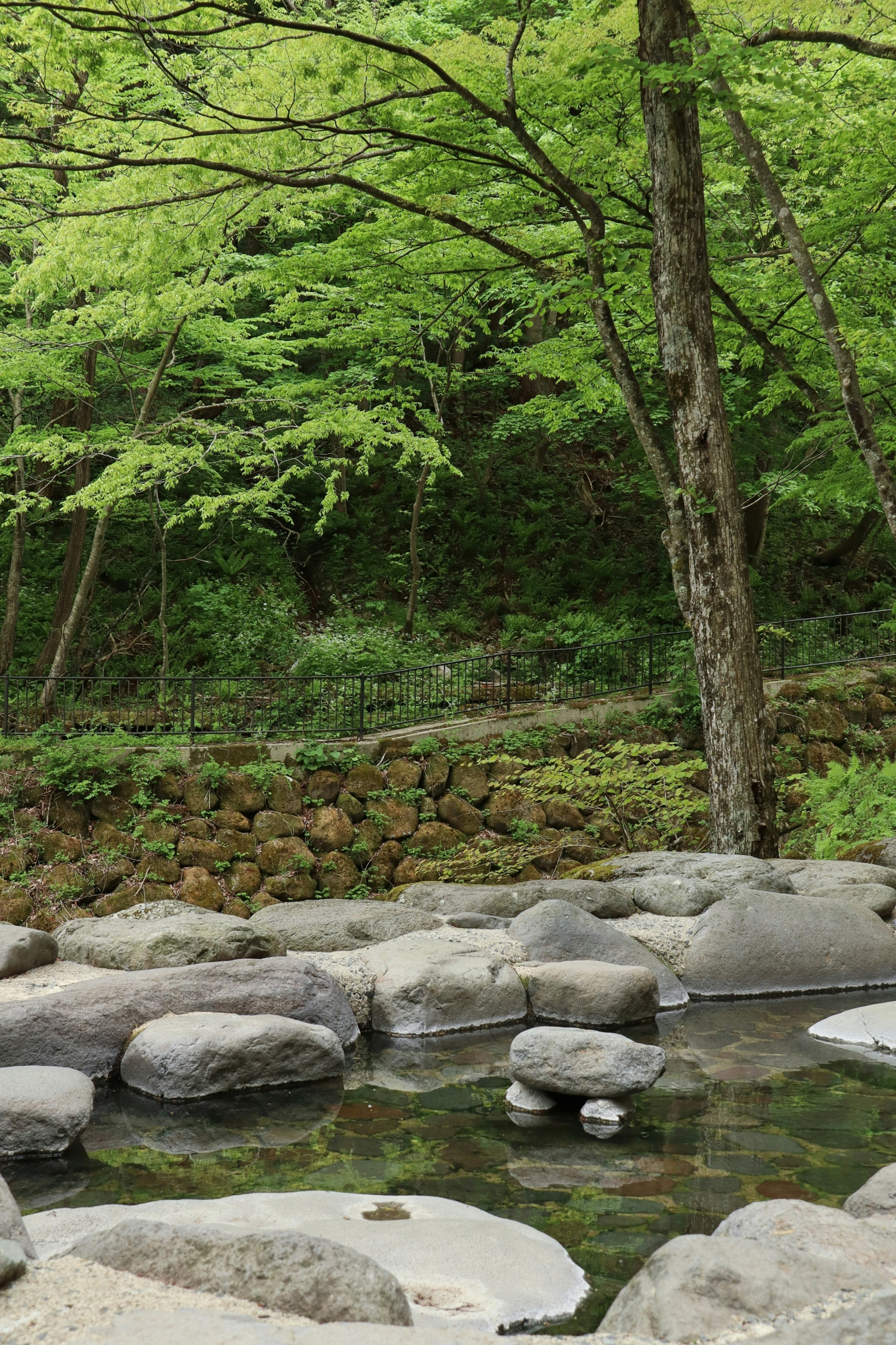 Una piccola area d'acqua circondata da alberi verdi lussureggianti e rocce