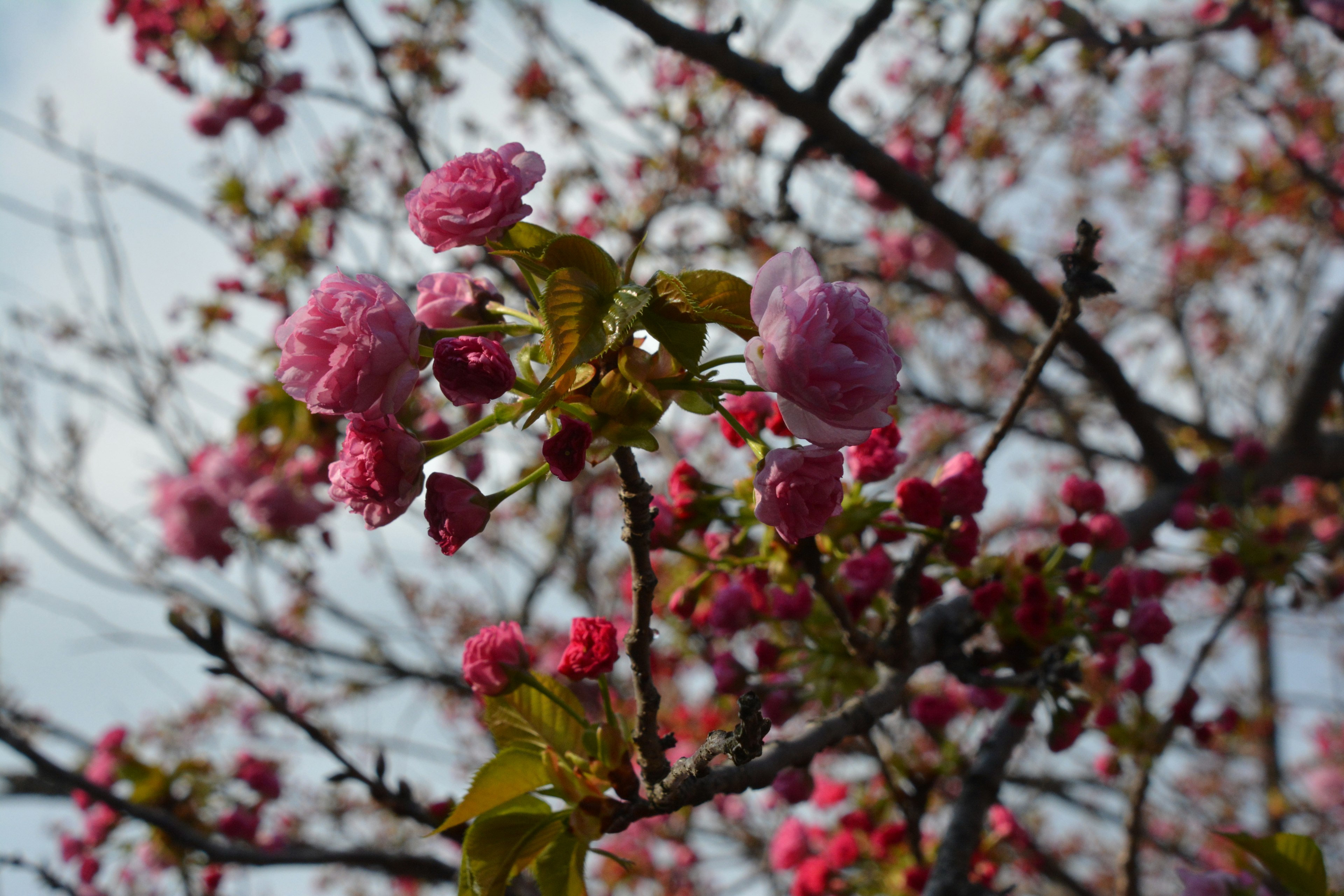 桜の花が咲いている枝のクローズアップ