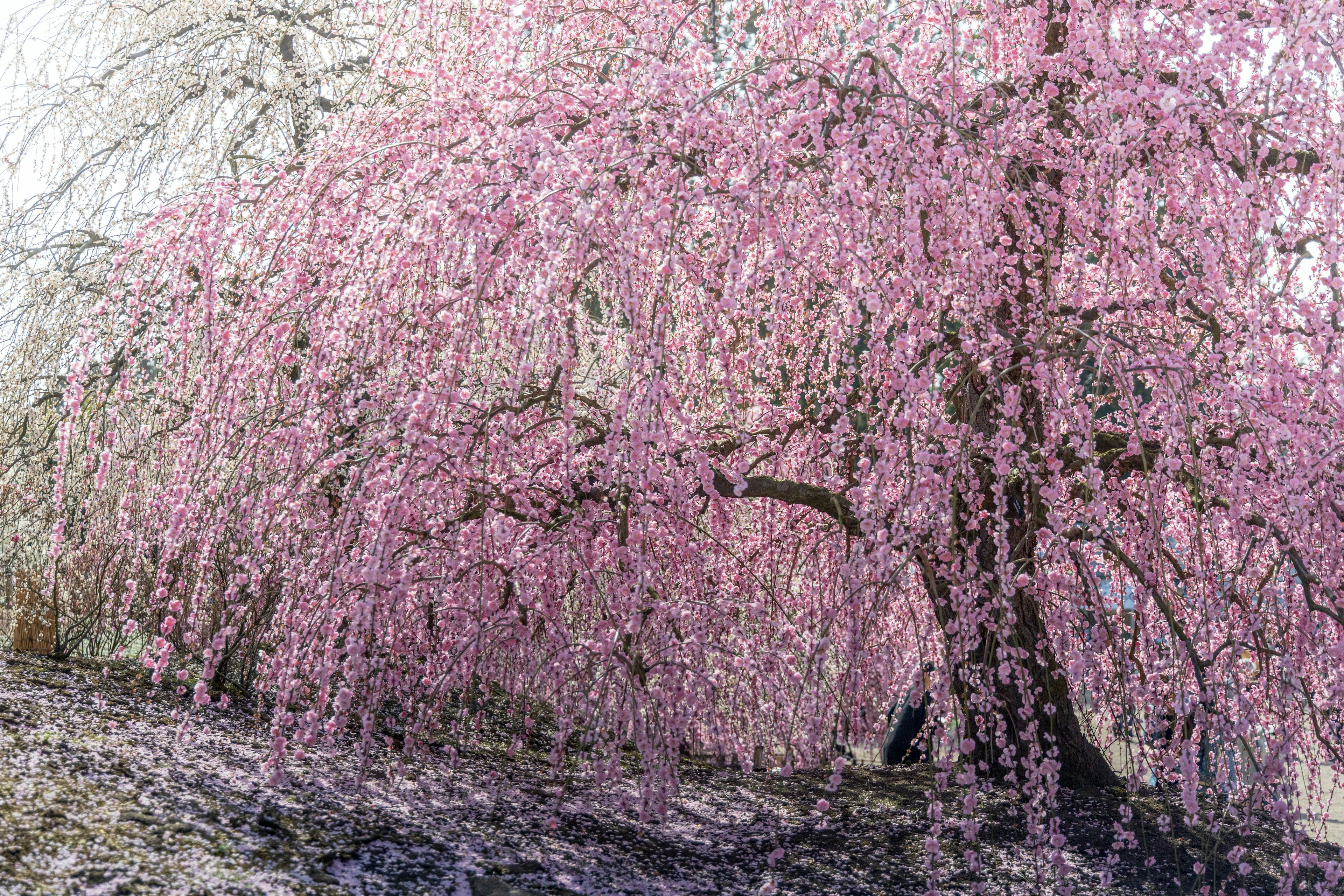 A weeping cherry tree in full bloom with cascading pink flowers