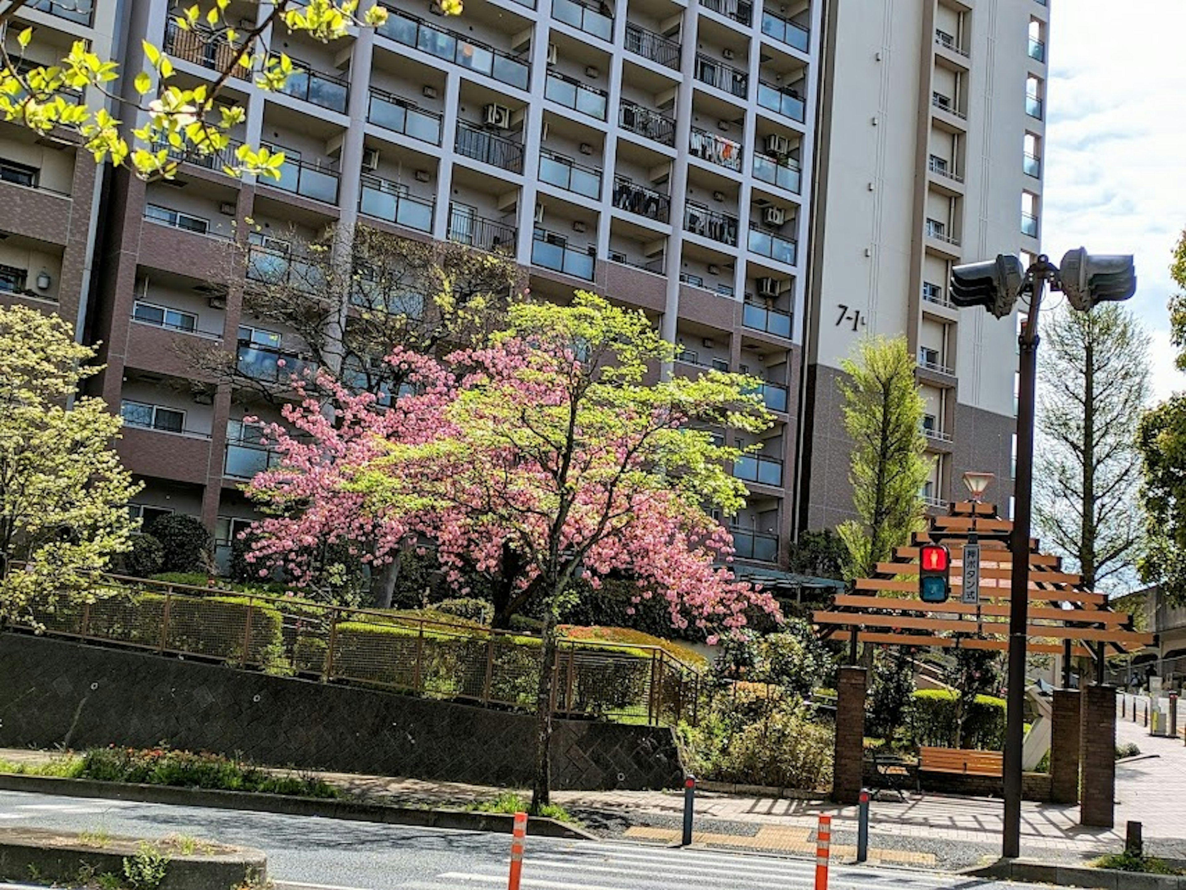 桜の木と高層マンションの風景 交通信号機が見える