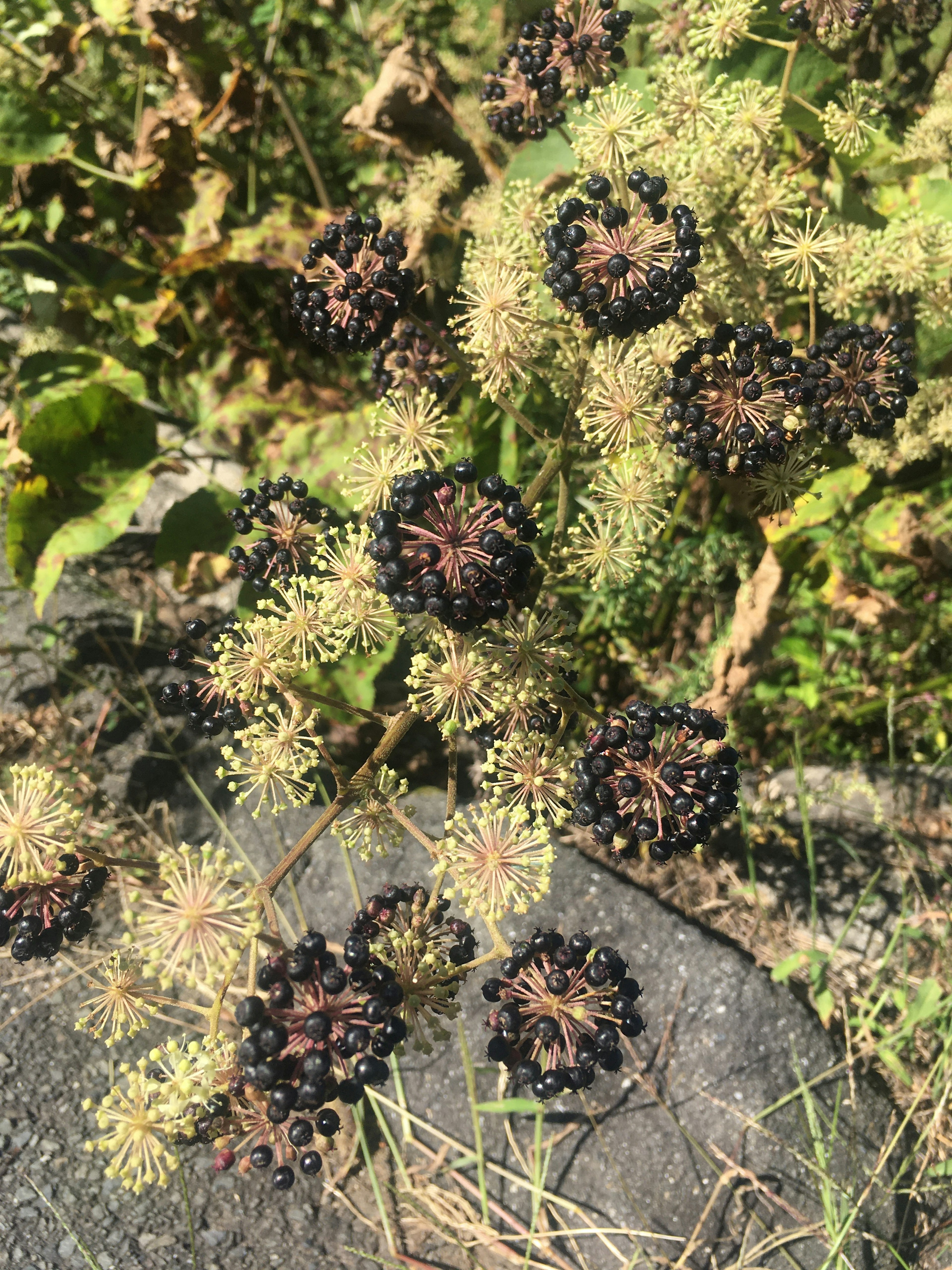 Acercamiento de una planta con frutas negras y hojas verdes