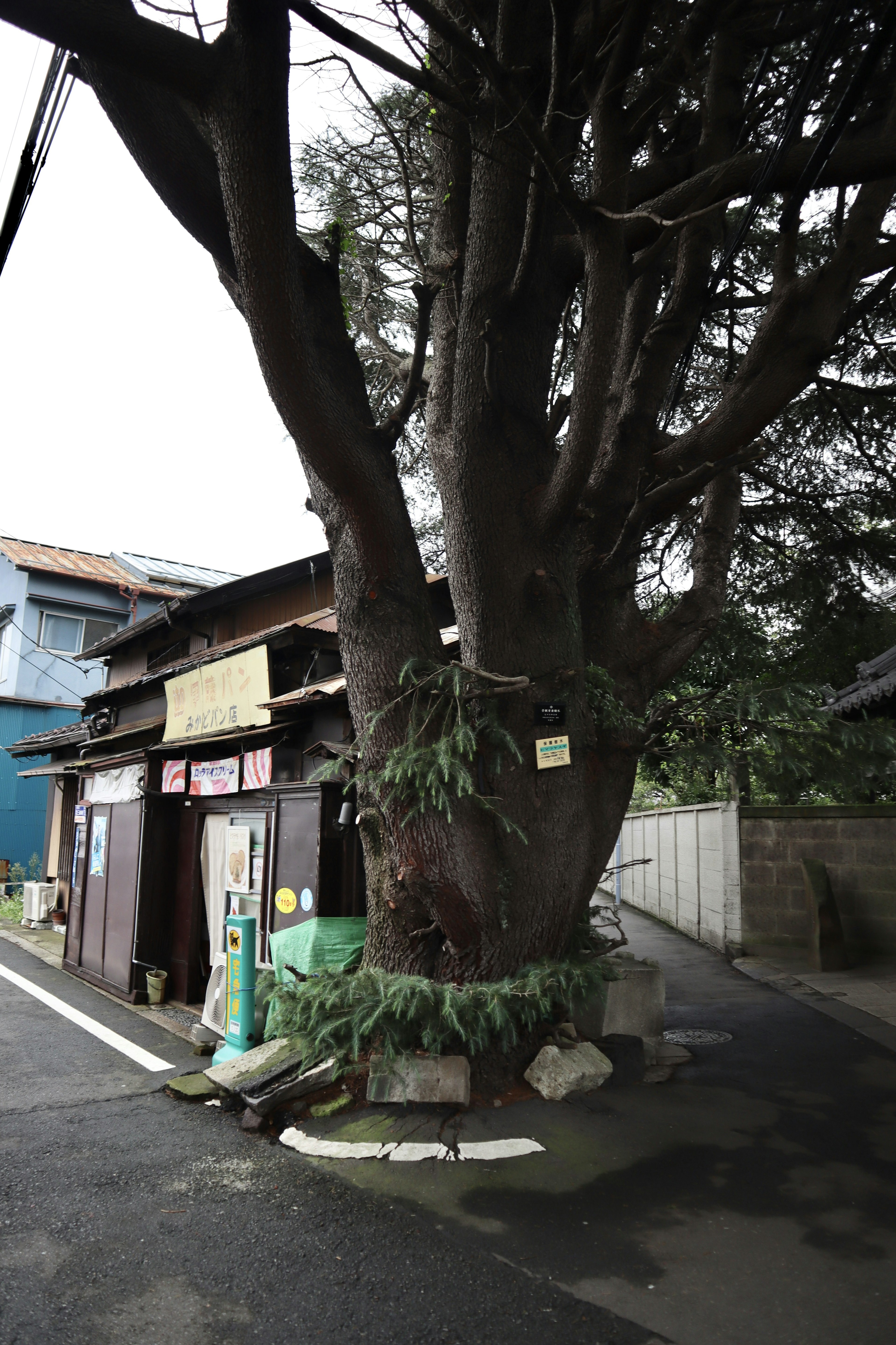 Un gran árbol junto a una pequeña tienda en una esquina de la calle