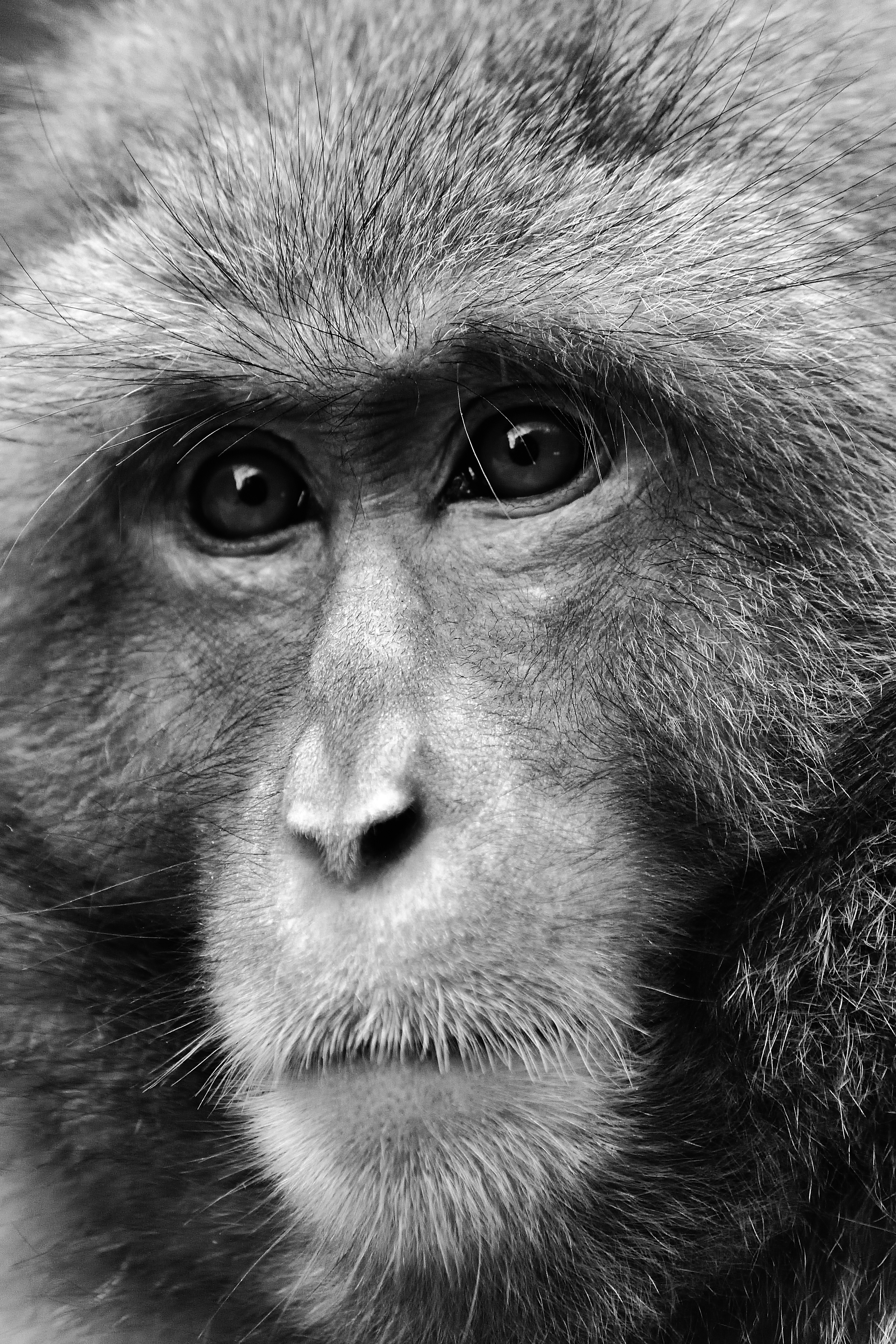 Gros plan sur le visage d'un singe en noir et blanc