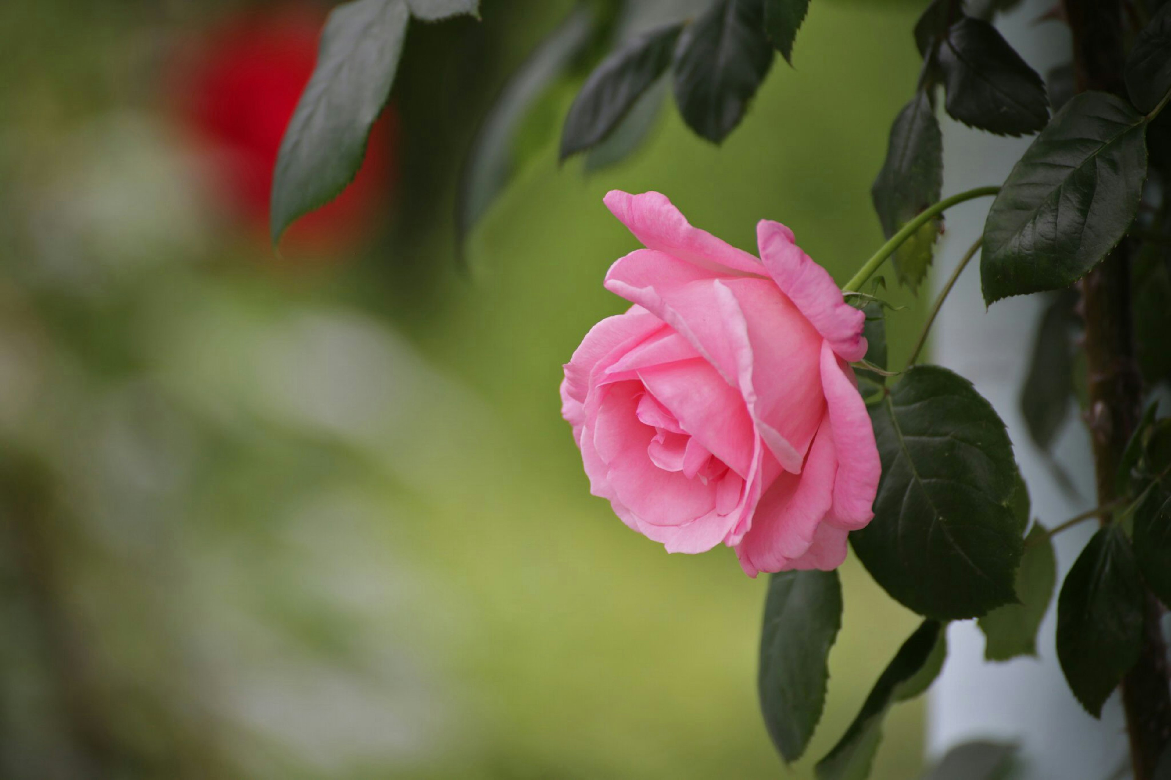 美しいピンクのバラの花が緑の葉に囲まれている