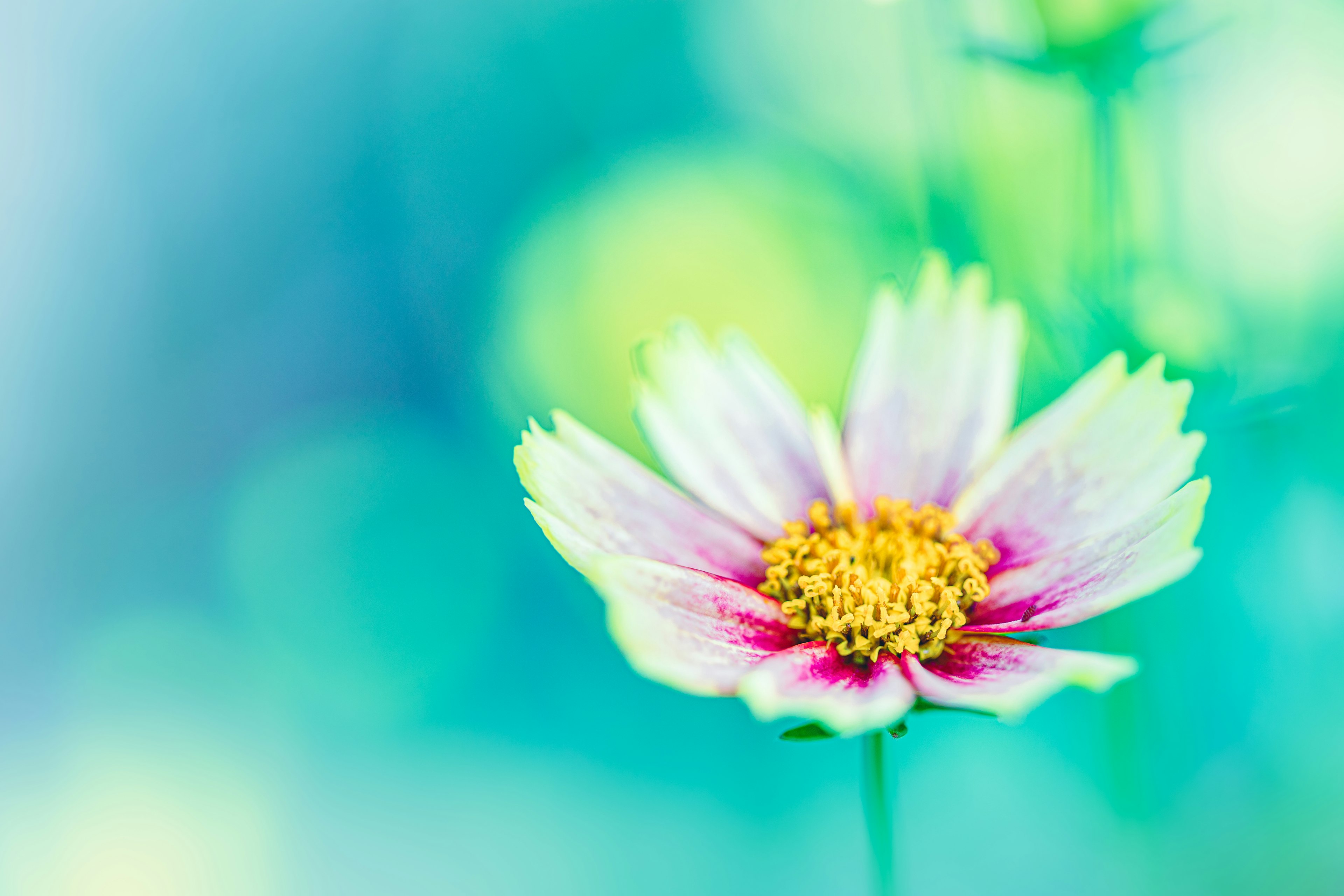 Close-up of a light purple flower against a blue background