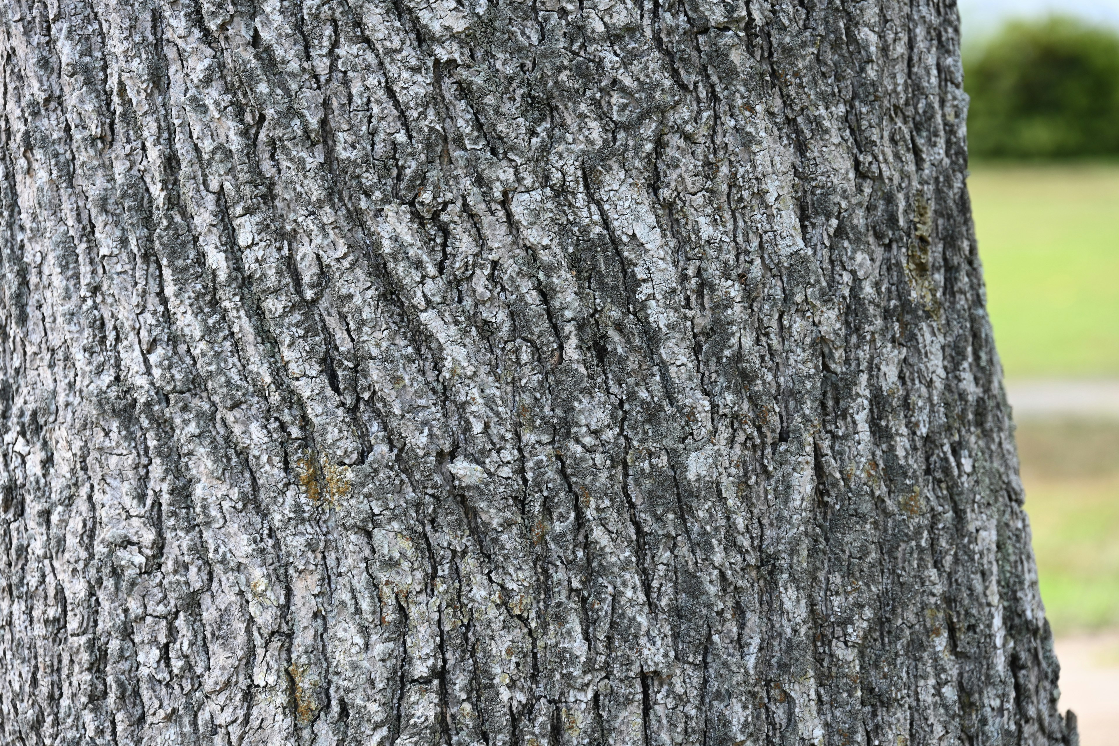 Close-up of a tree trunk showcasing textured bark patterns