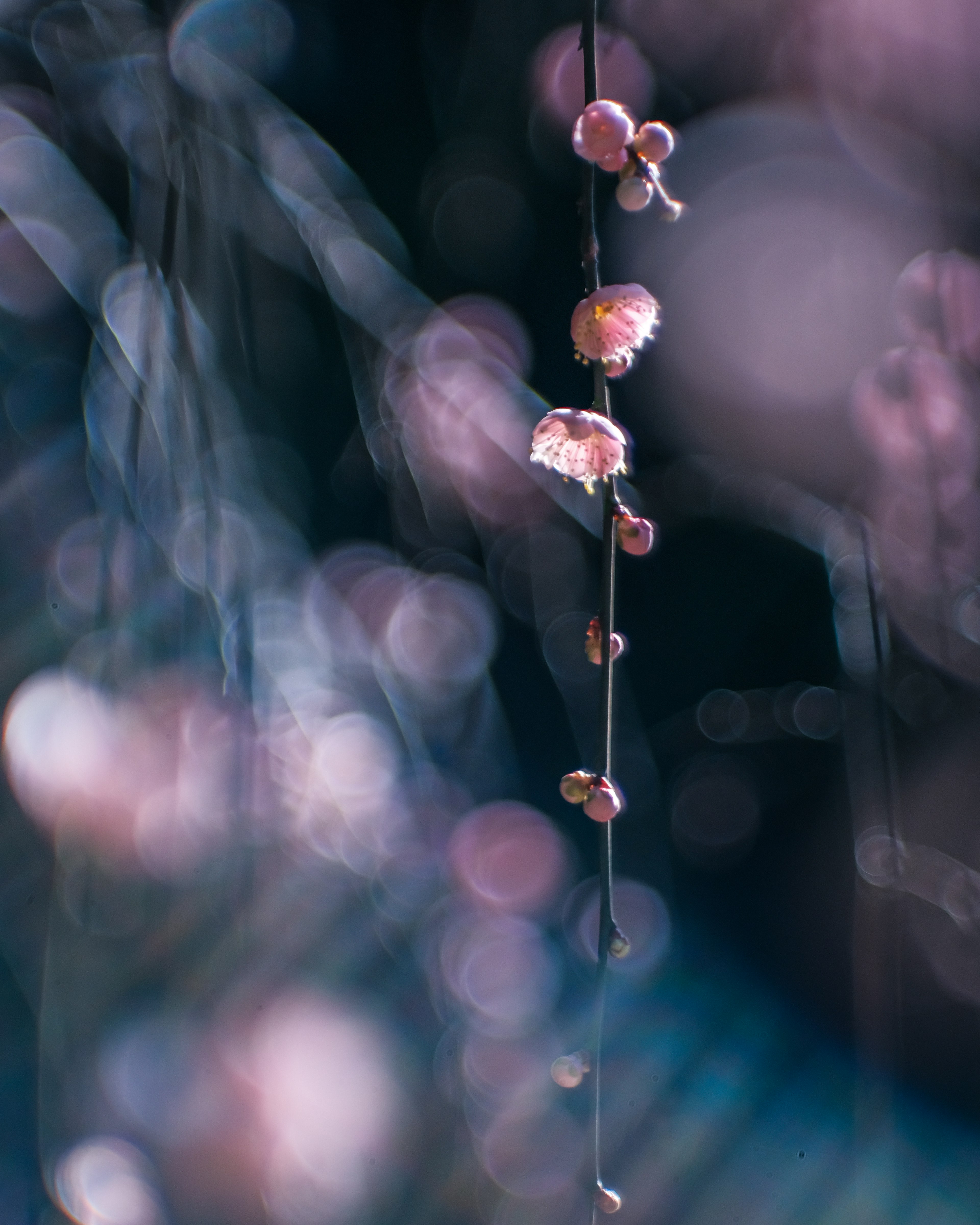 Delicate flowers hanging in soft colors against a blurred background