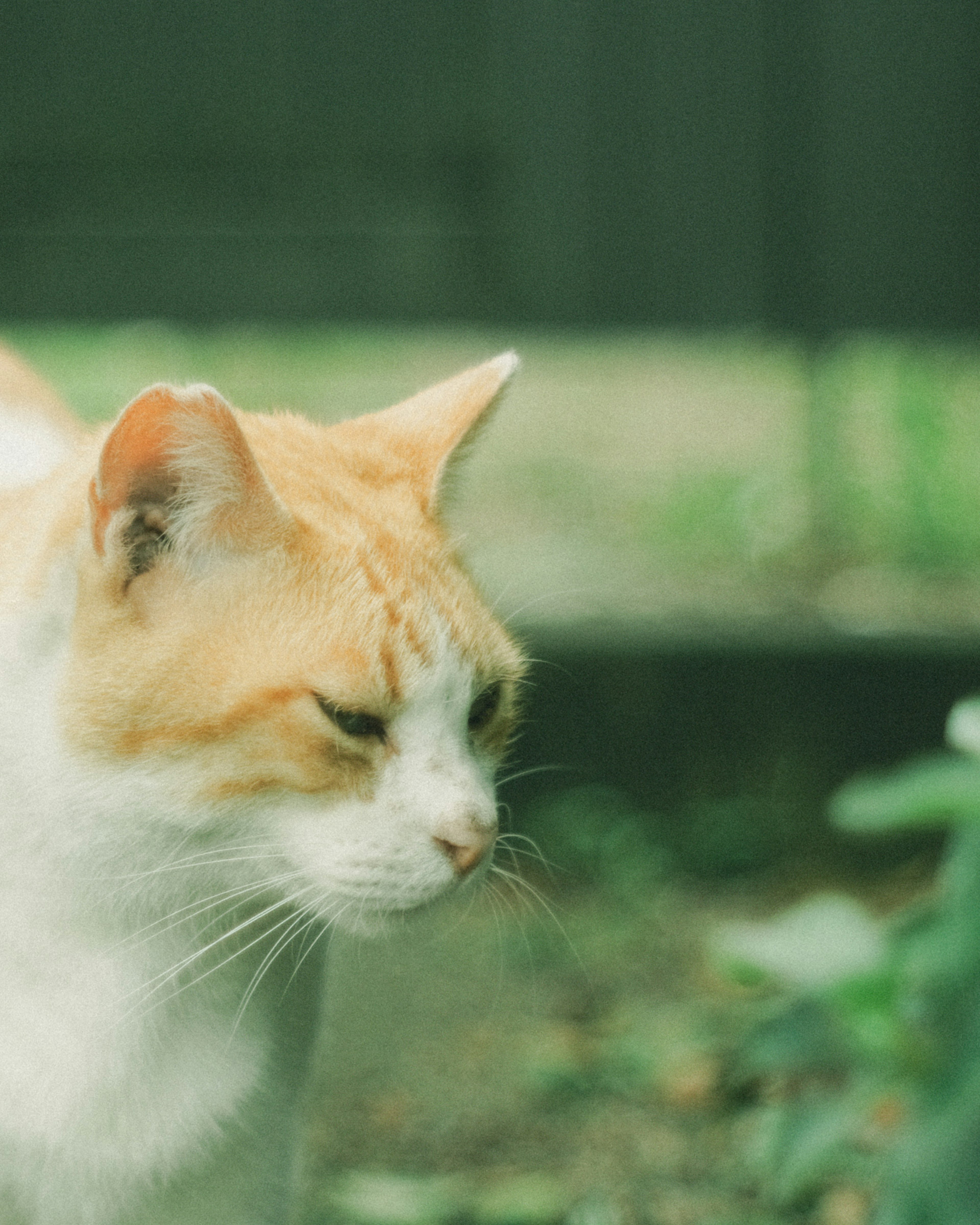 Un gatto bianco e arancione vicino all'erba