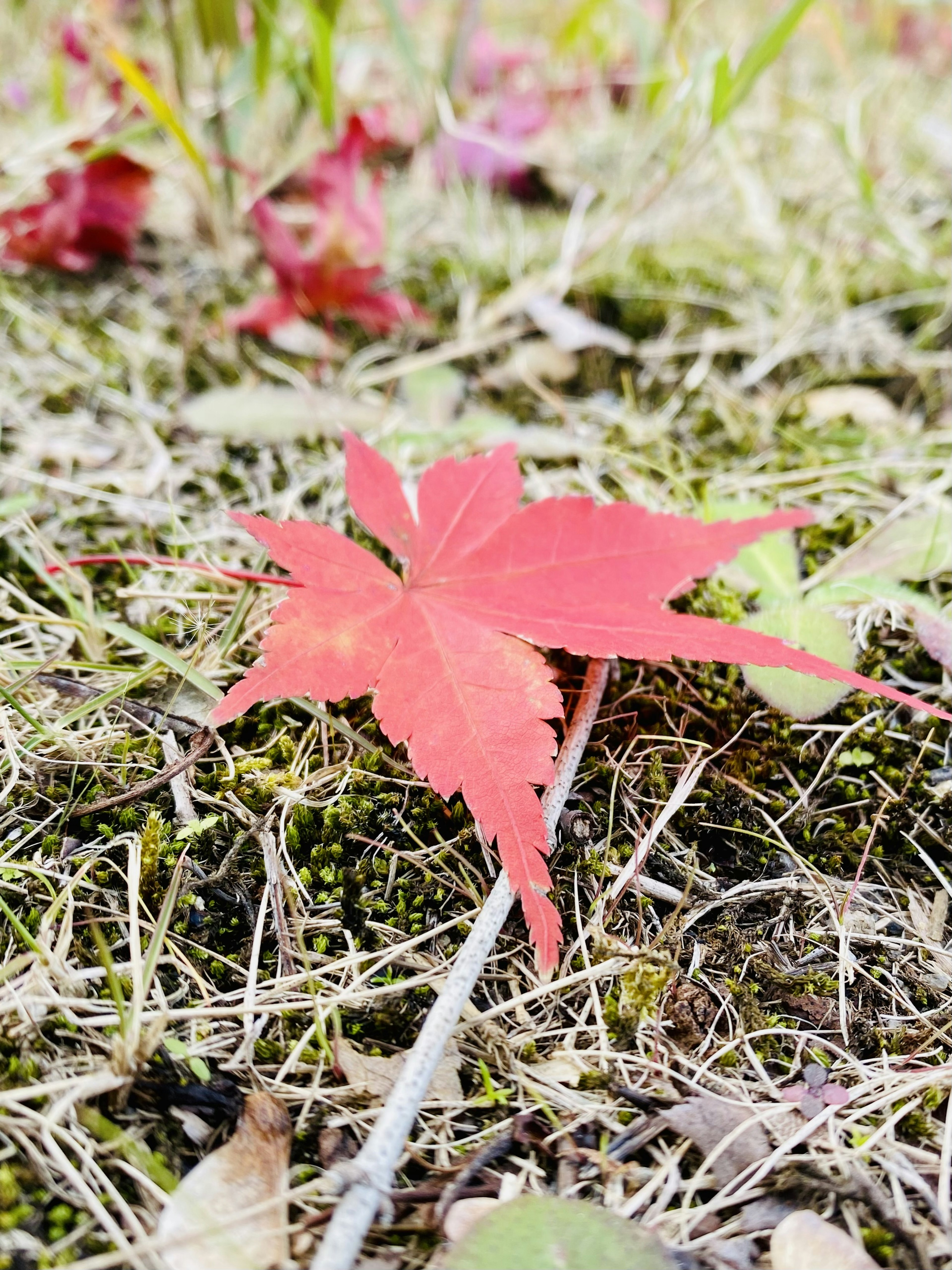 A vibrant red maple leaf resting on the ground