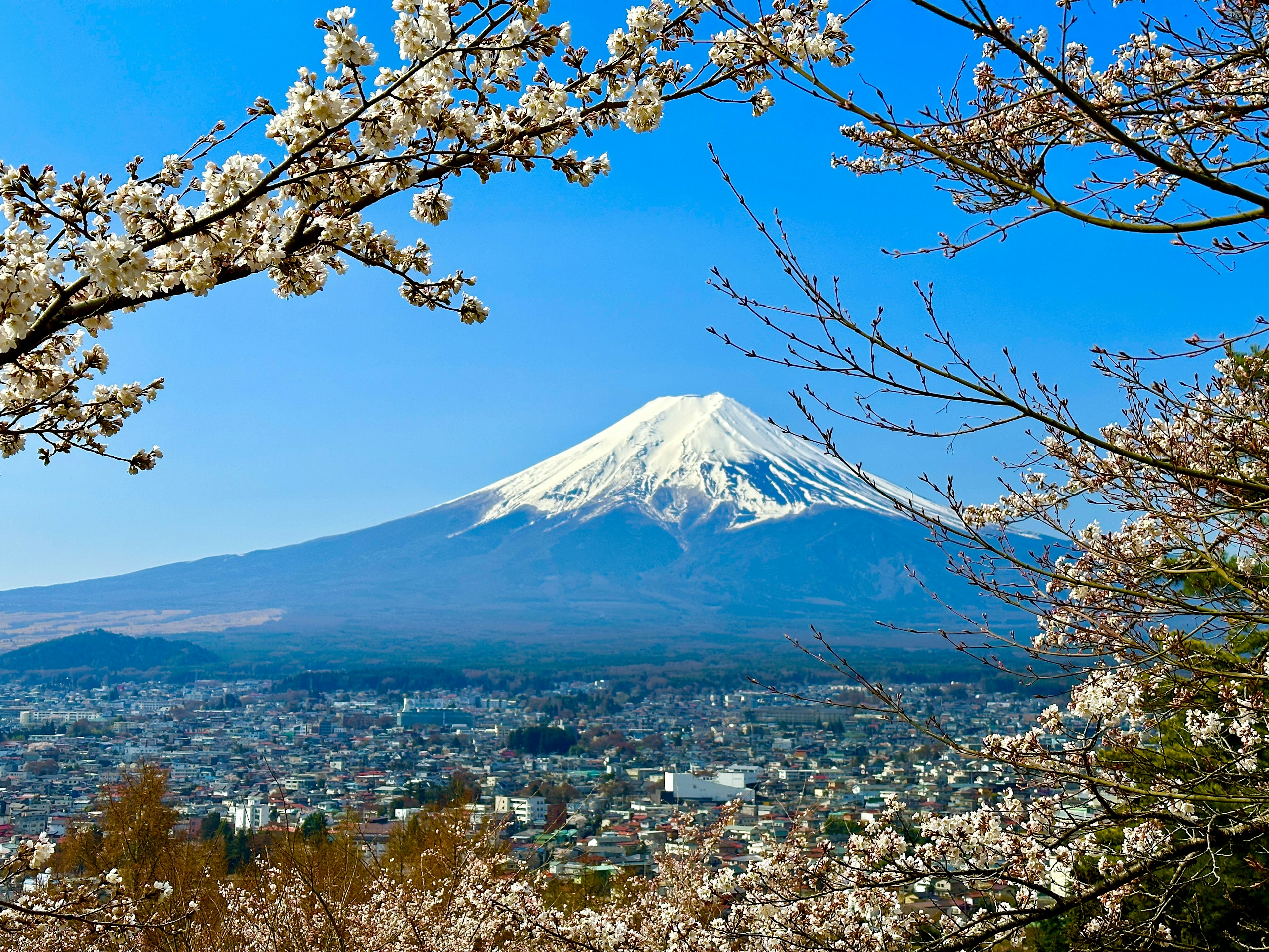 Monte Fuji con fiori di ciliegio in primo piano