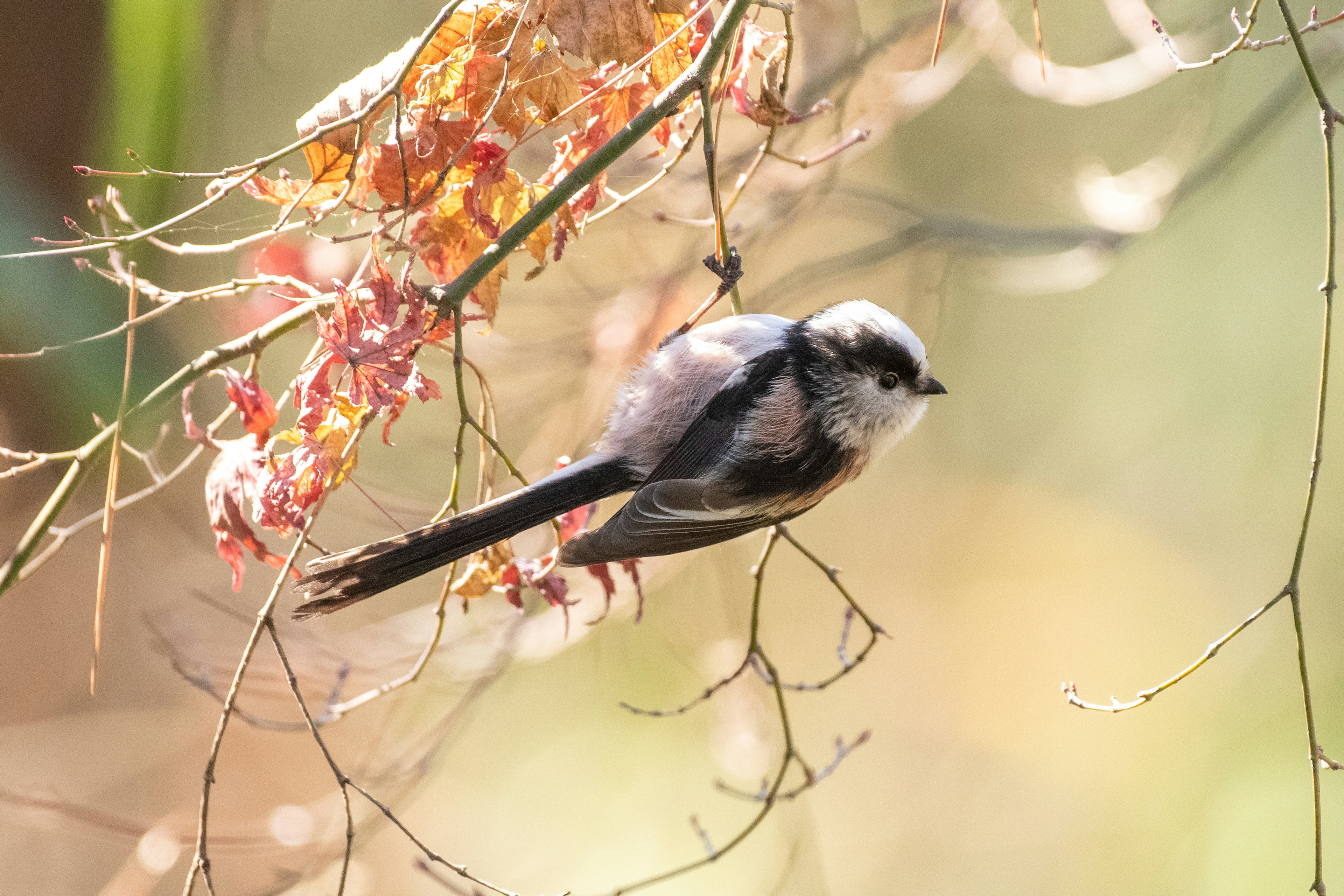 A small bird perched among autumn leaves