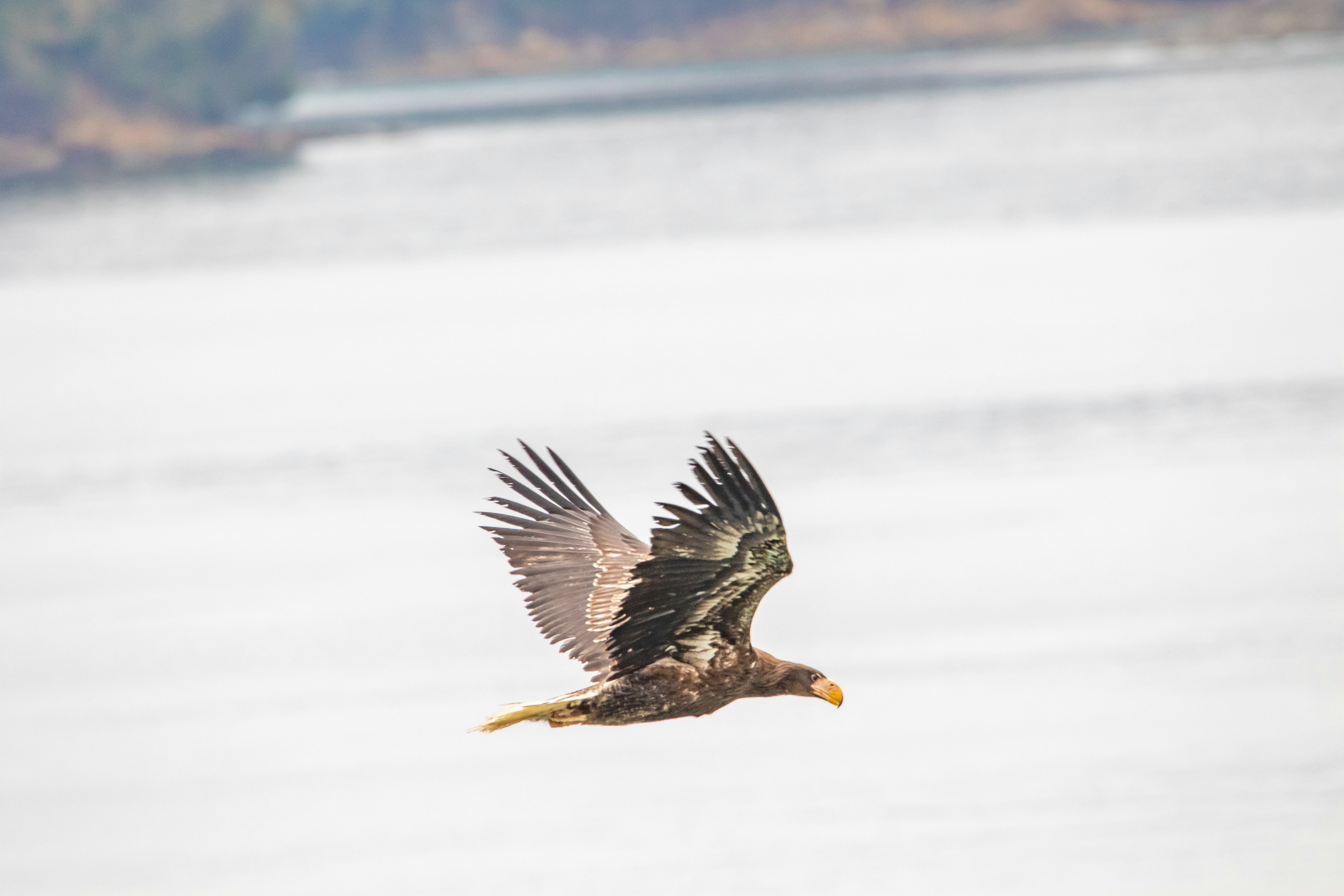 Un maestoso aquila che vola sopra una superficie d'acqua calma