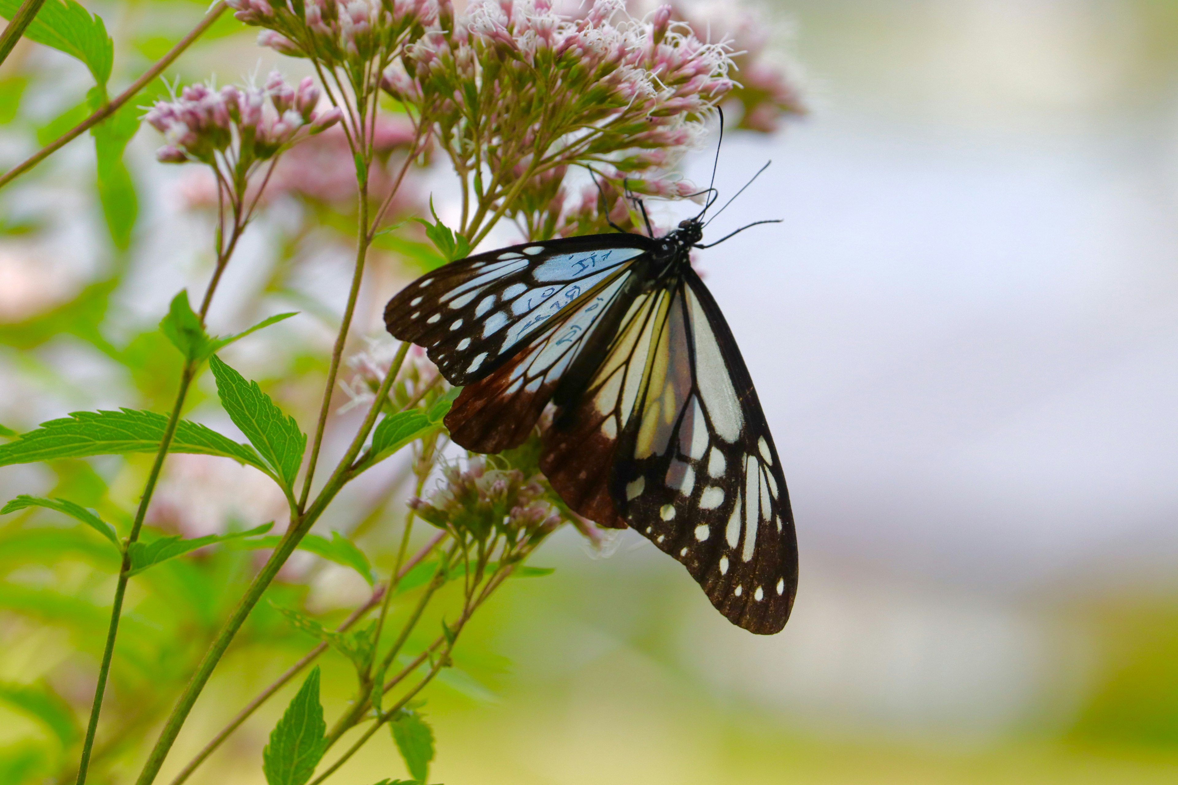 青と黒の模様を持つ蝶がピンクの花に止まっている