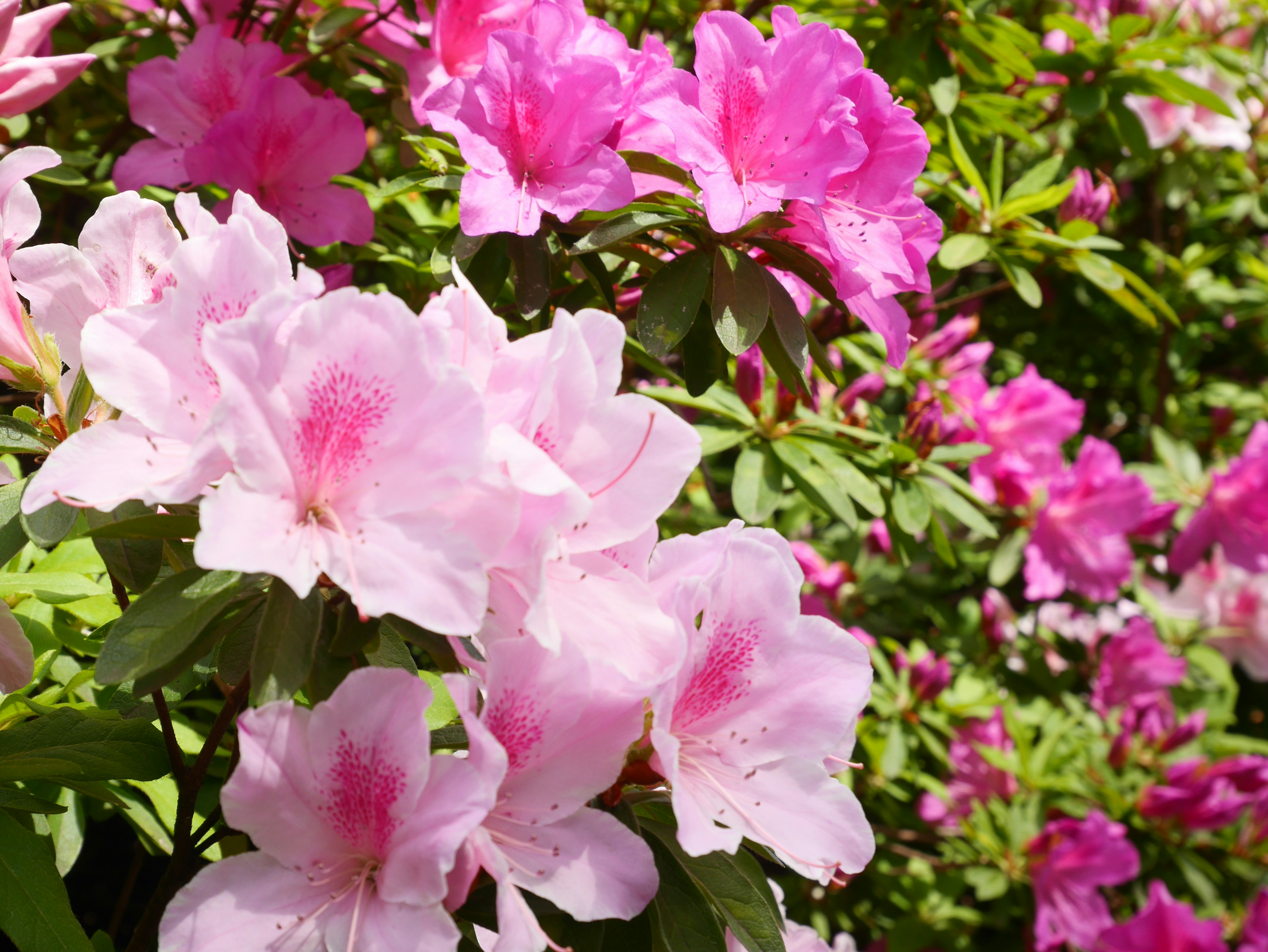 Acercamiento de flores de azalea rosa en plena floración