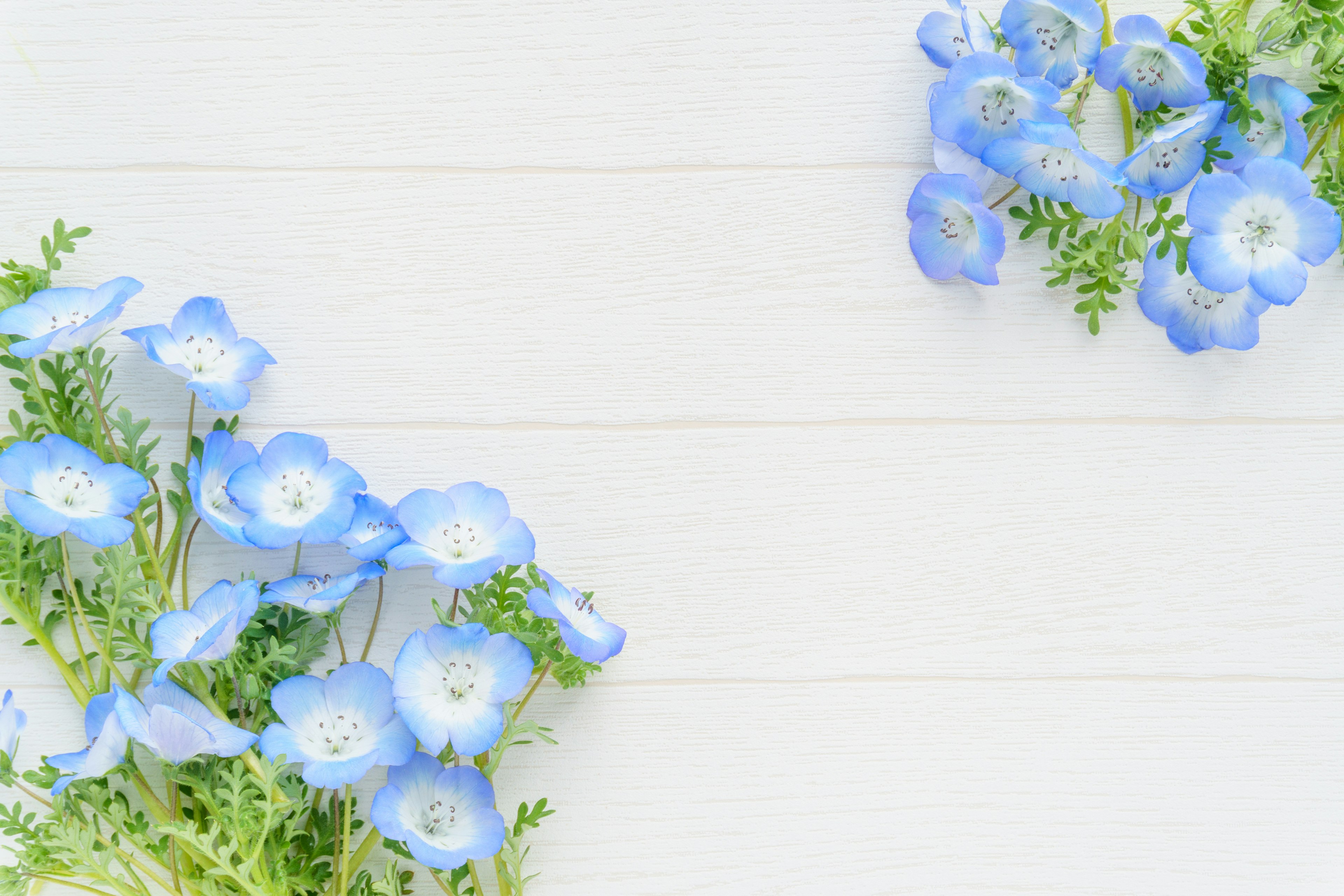 Blue flowers with green leaves arranged on a white background