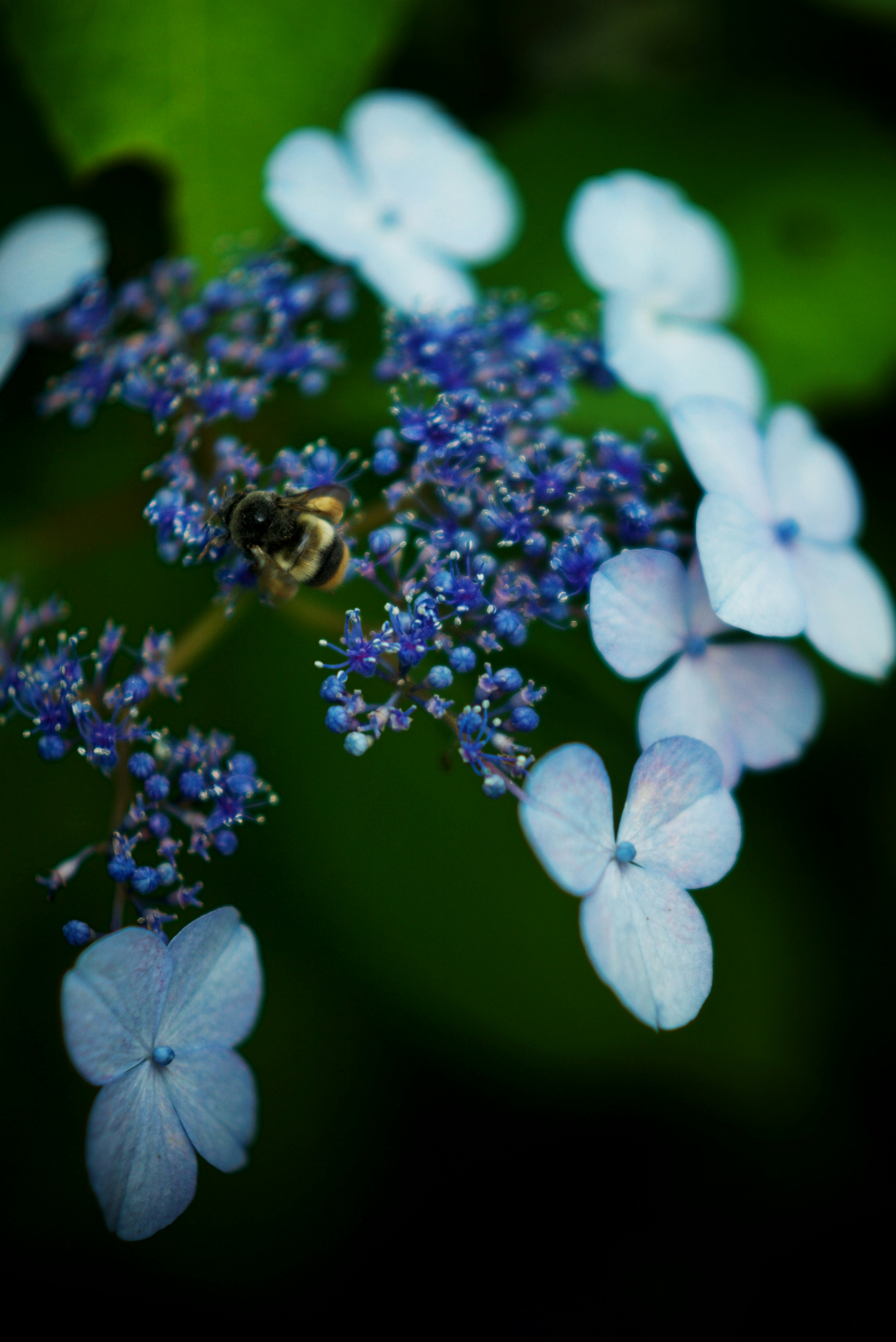 Foto en primer plano de flores azules con una abeja