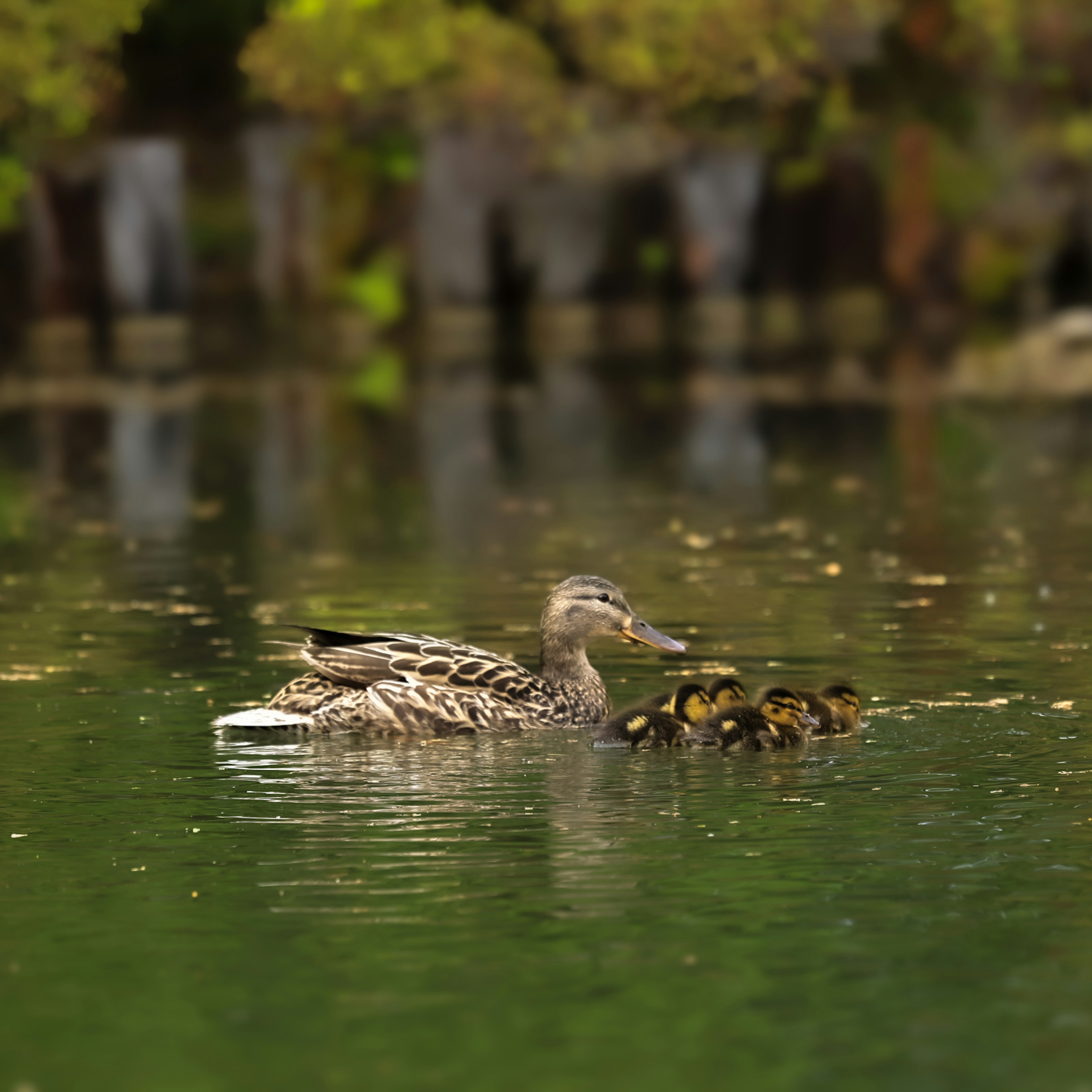 水面を泳ぐ母アヒルとその子供たち