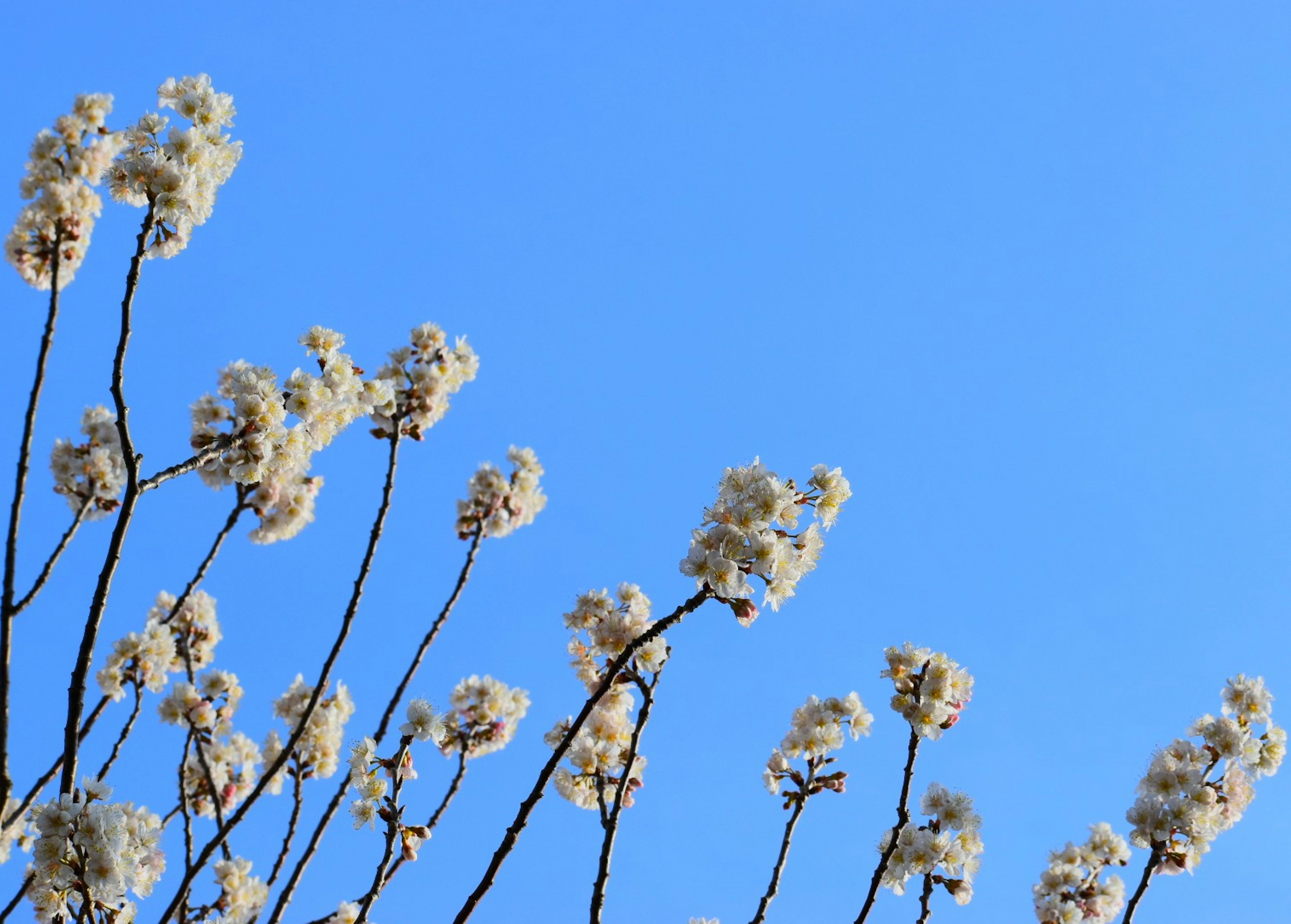 Branches avec des fleurs blanches sur un ciel bleu