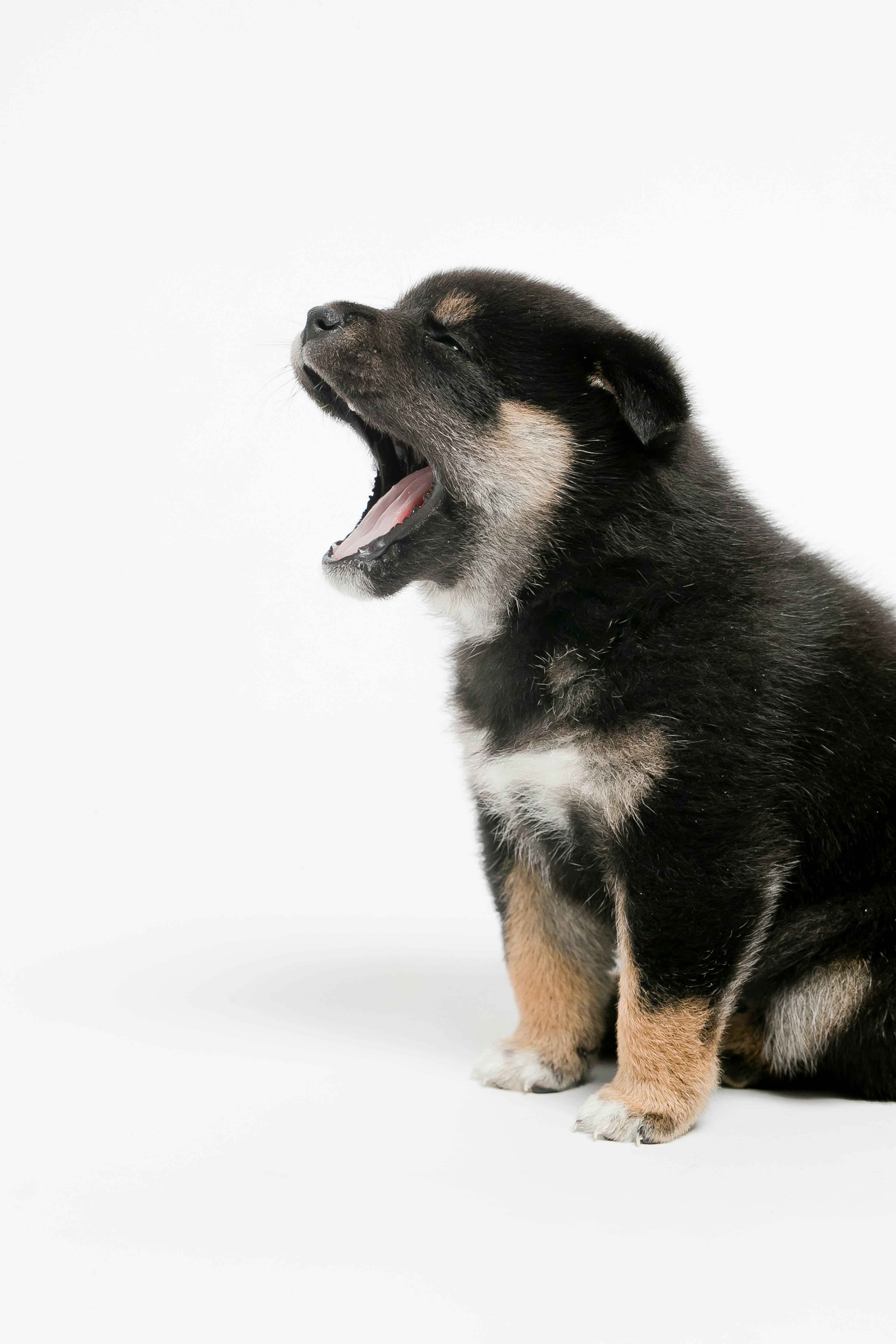 Perfil lateral de un cachorro negro y marrón bostezando