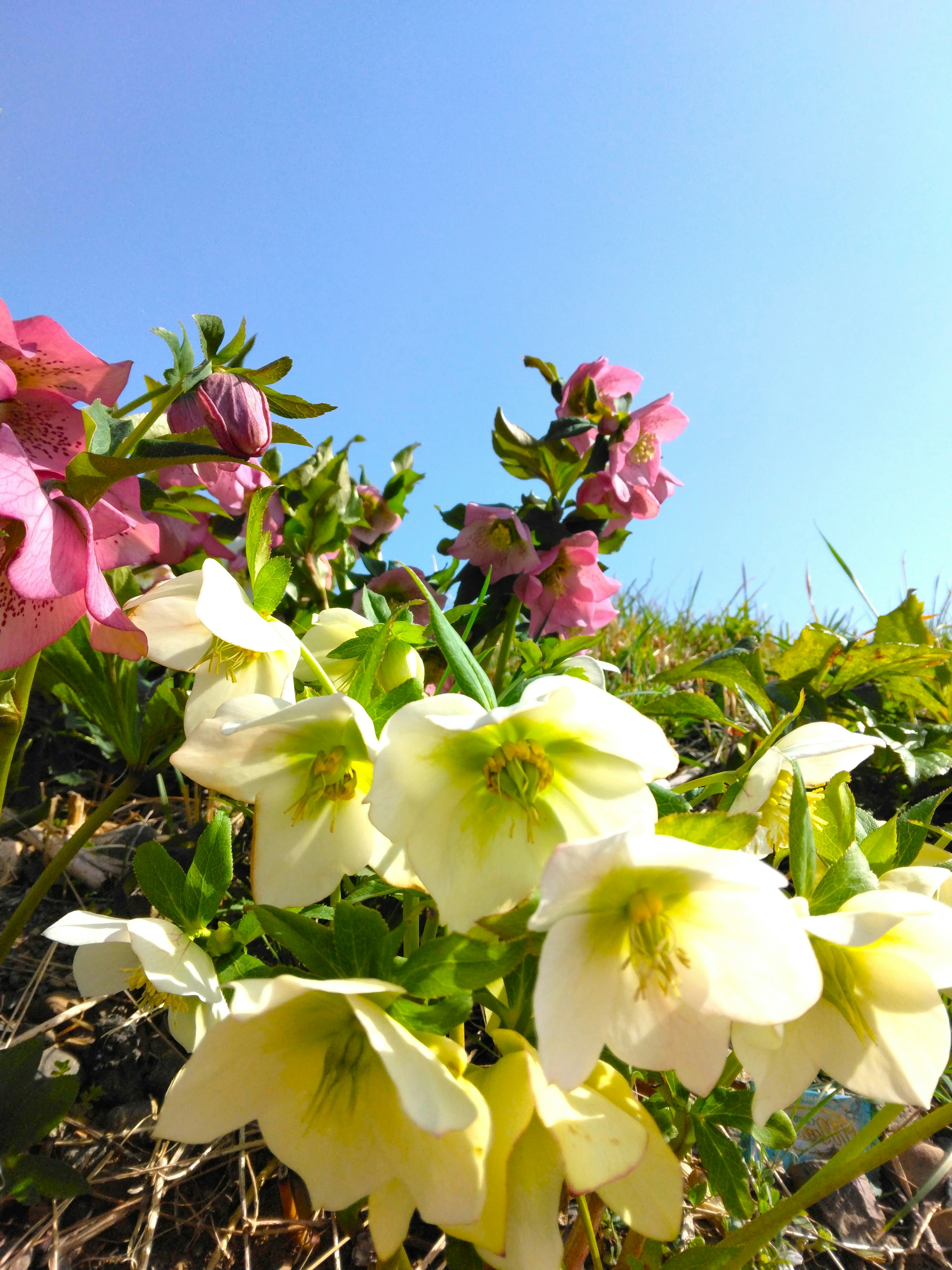 青空の下で咲く白い花とピンクの花々