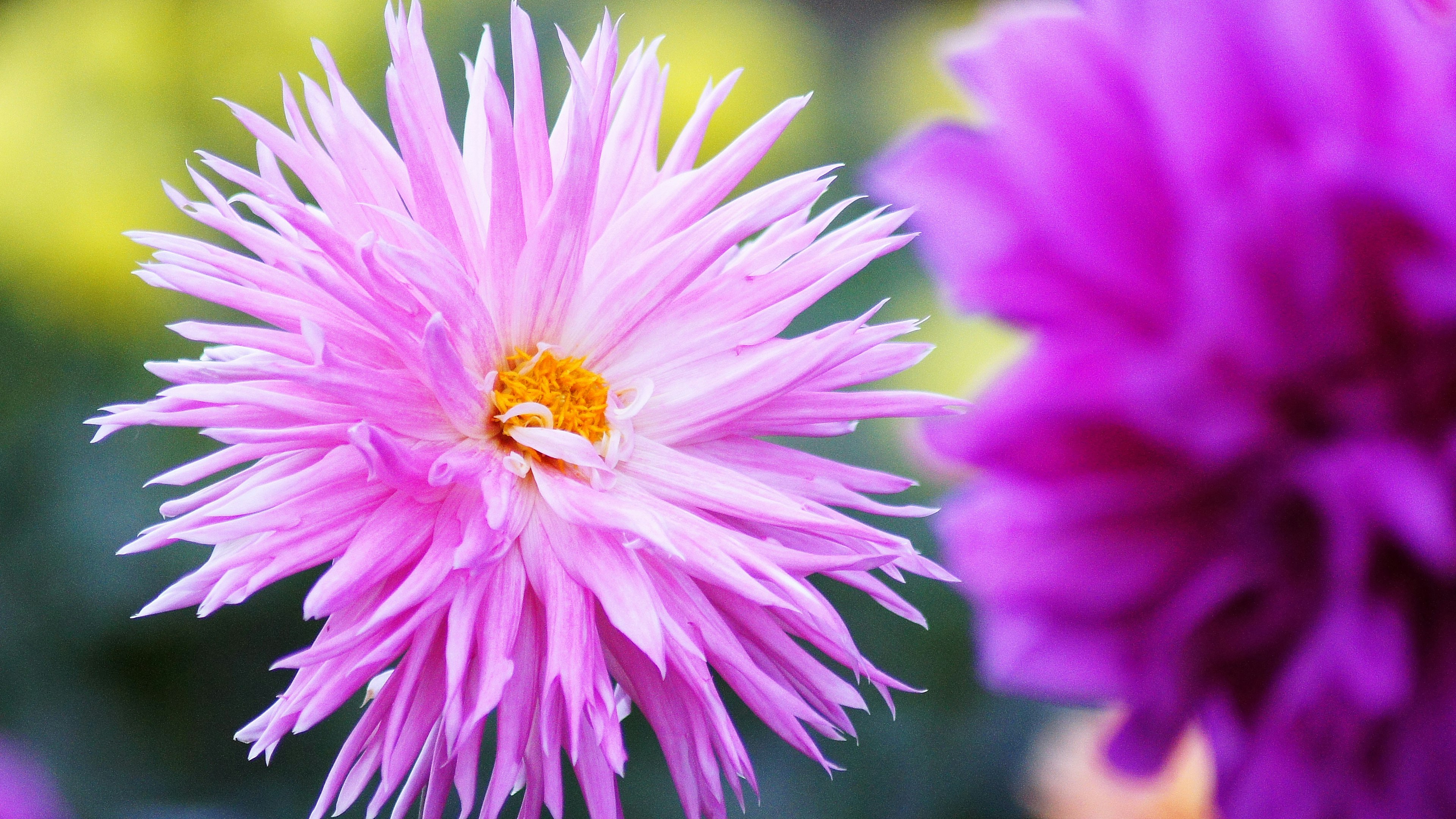 Vibrant pink flower with striking spiky petals and an orange center