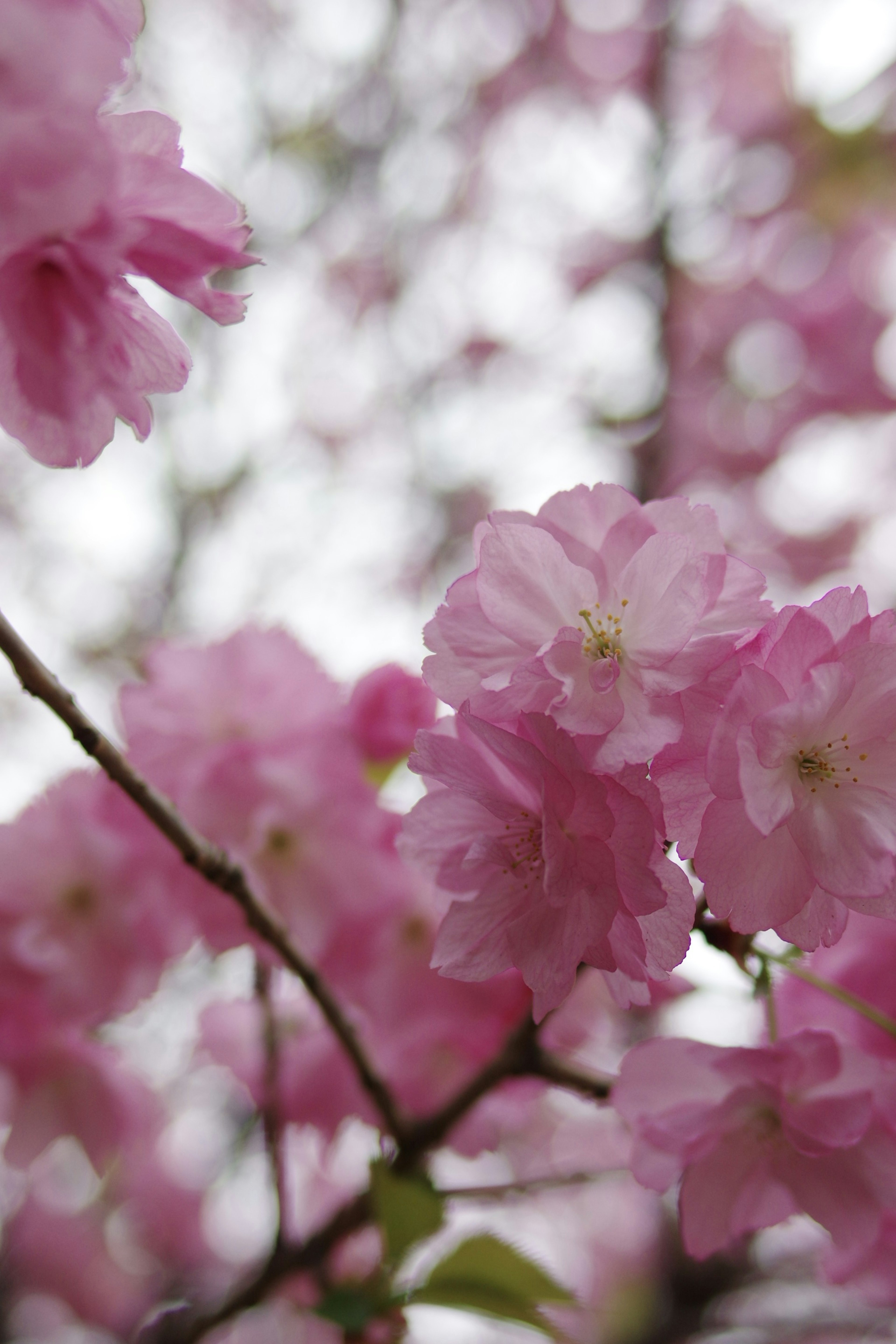 Kedekatan bunga sakura merah muda di cabang