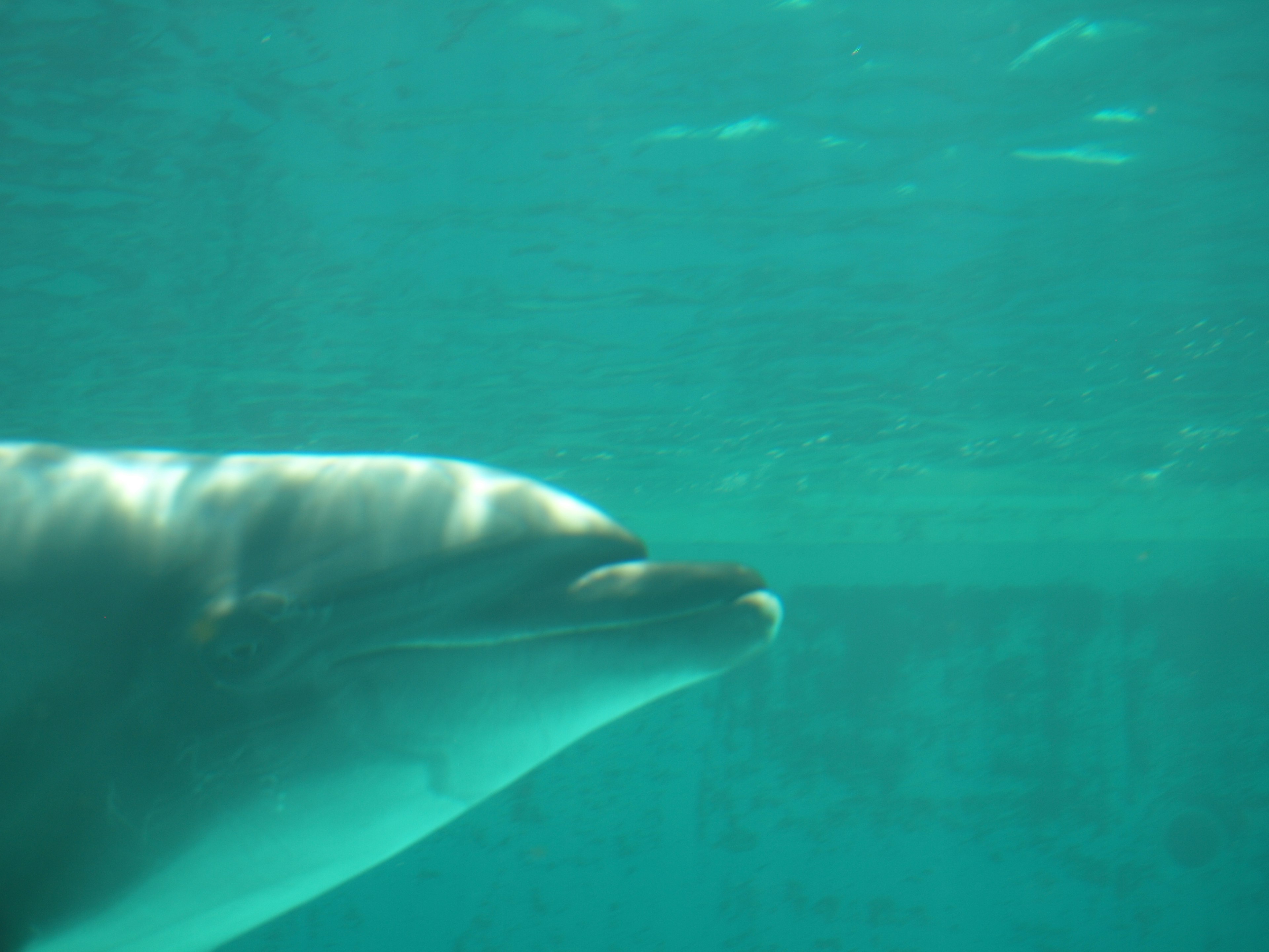 Nahaufnahme eines Delfins, der unter Wasser schwimmt