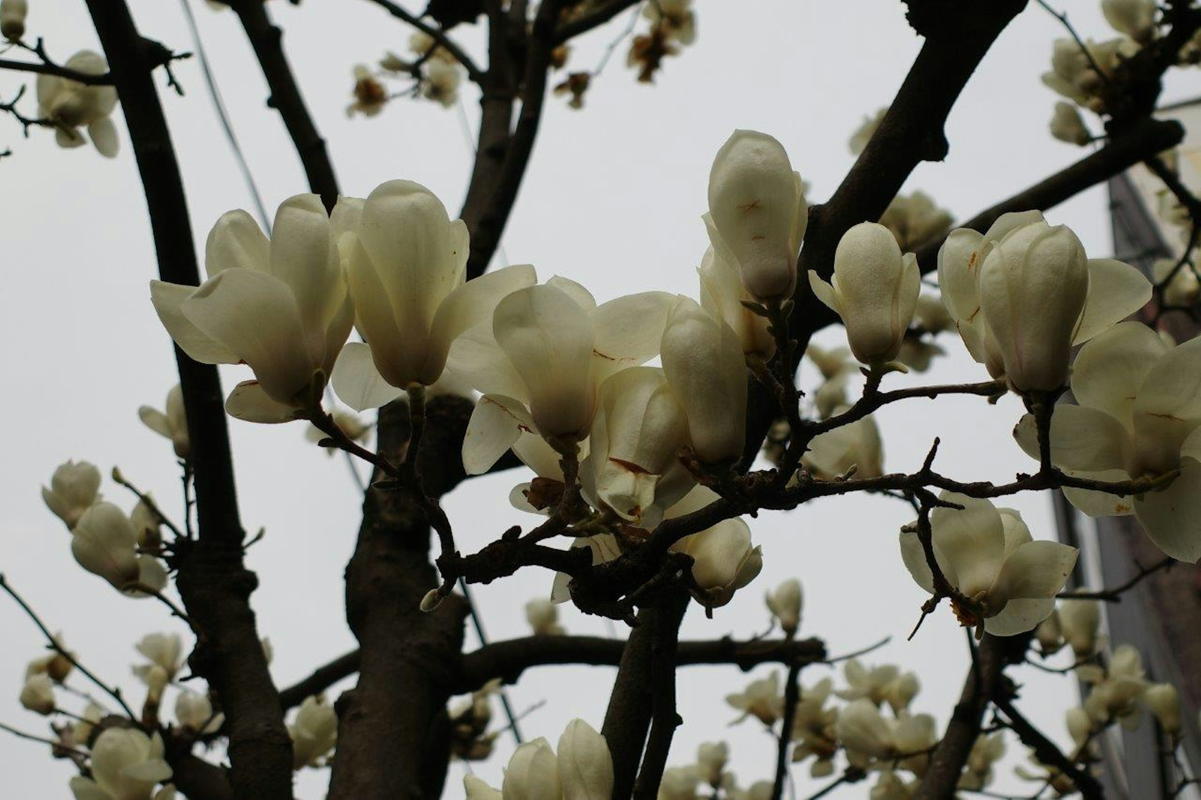 Nahaufnahme von Baumzweigen mit weißen Blüten