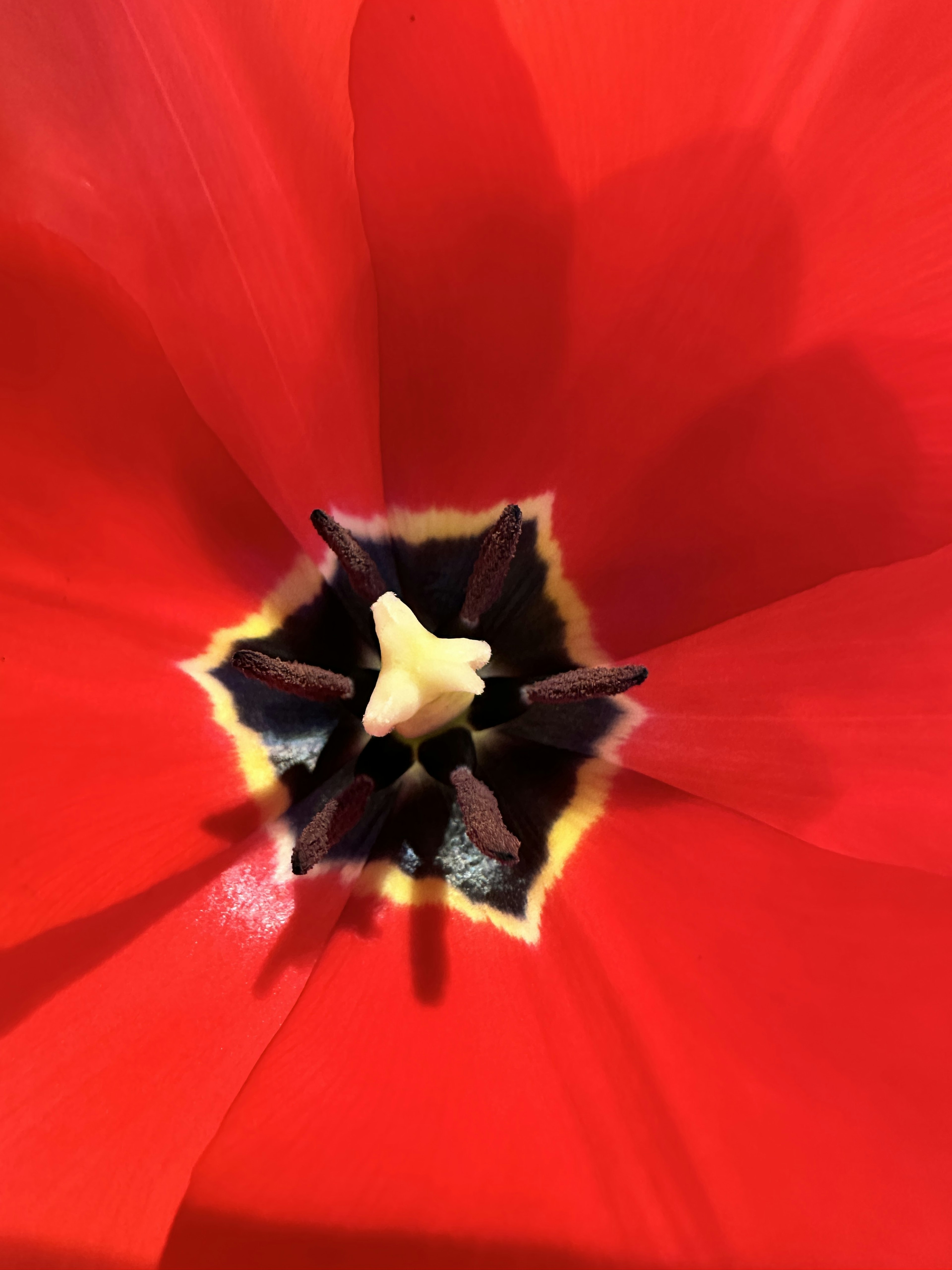 Close-up of the center of a red tulip flower