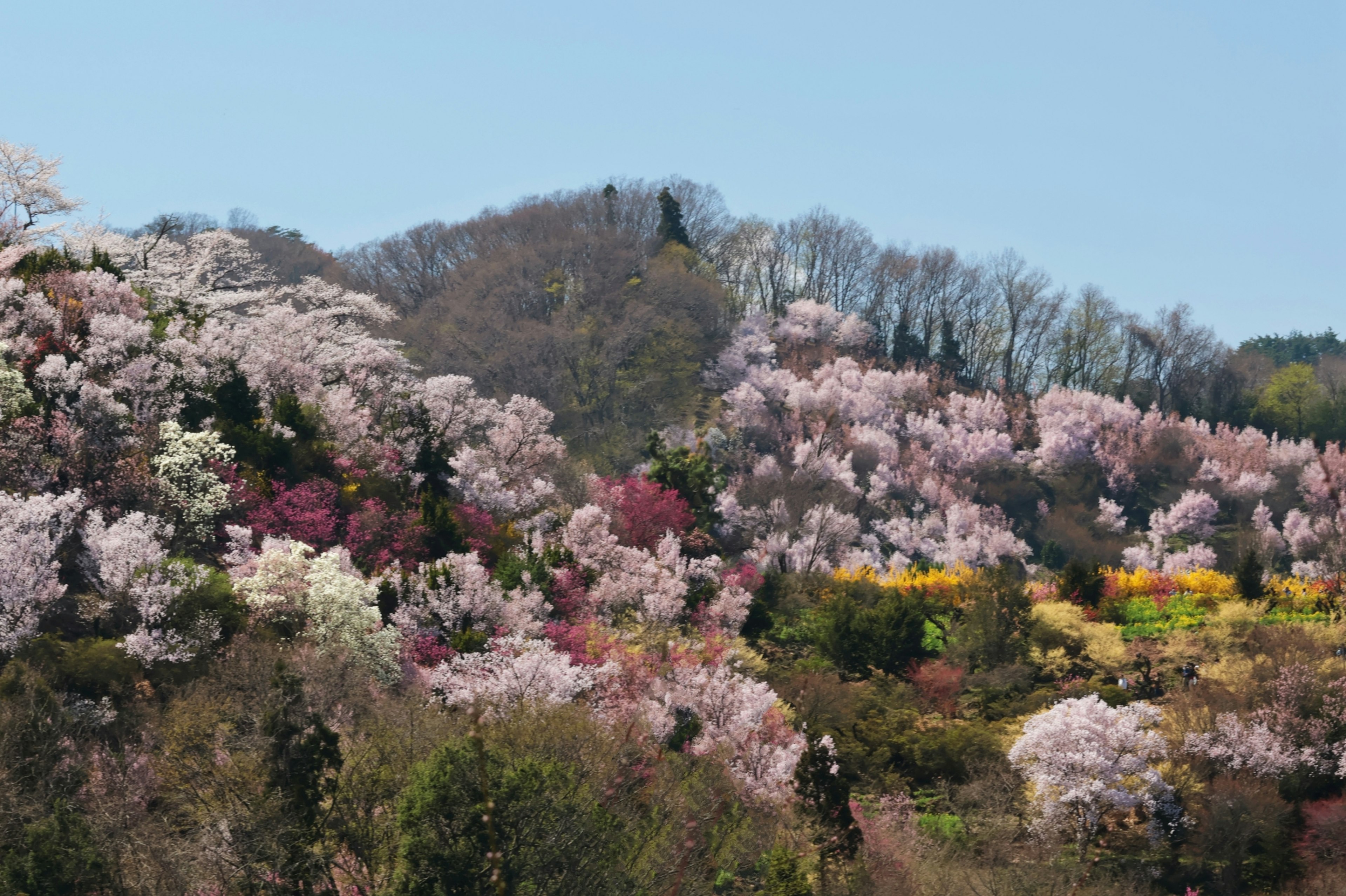 Paesaggio di alberi di ciliegio colorati su una collina