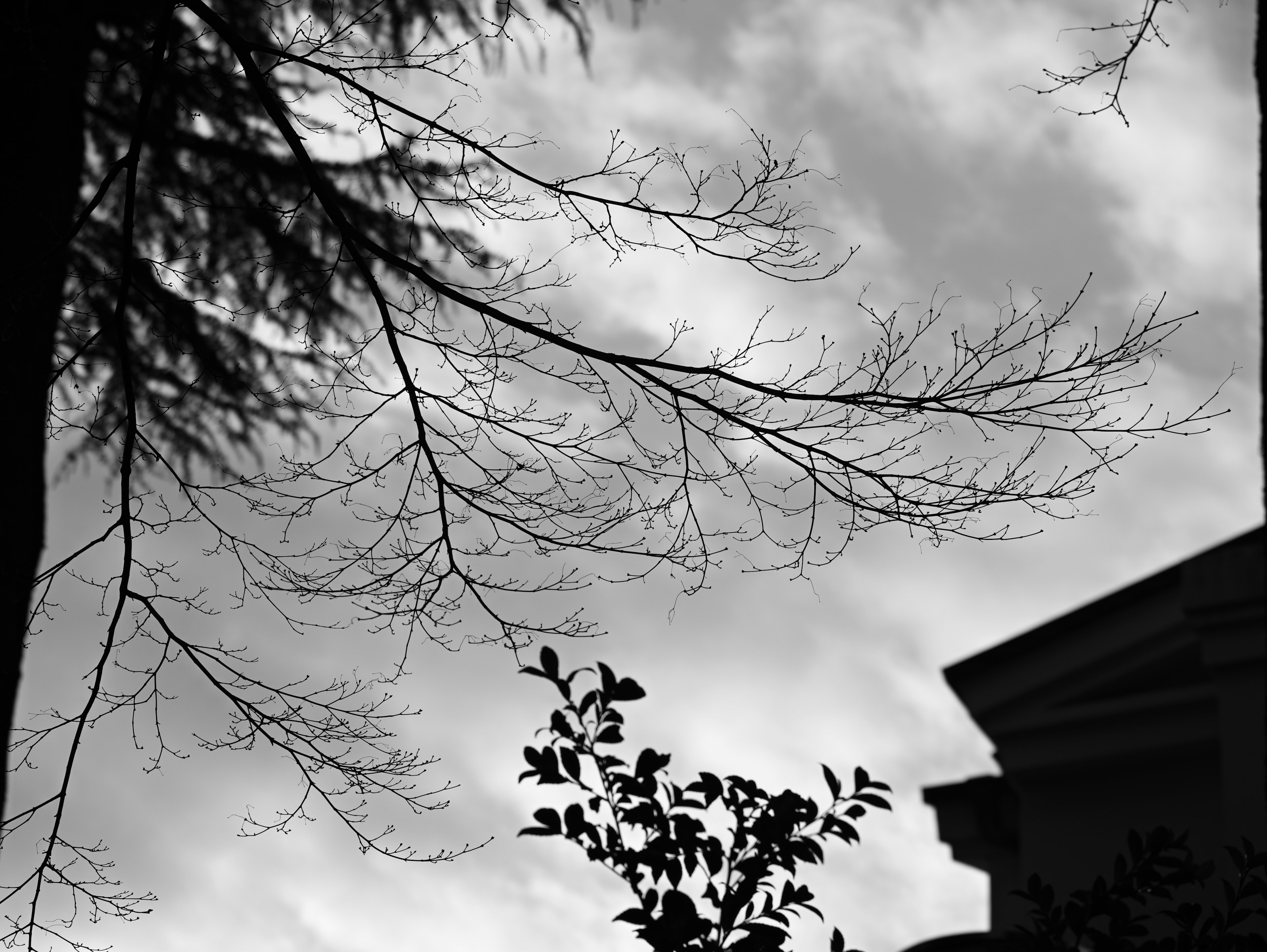 Image en noir et blanc présentant de fines branches et des feuilles d'arbres contre un ciel nuageux