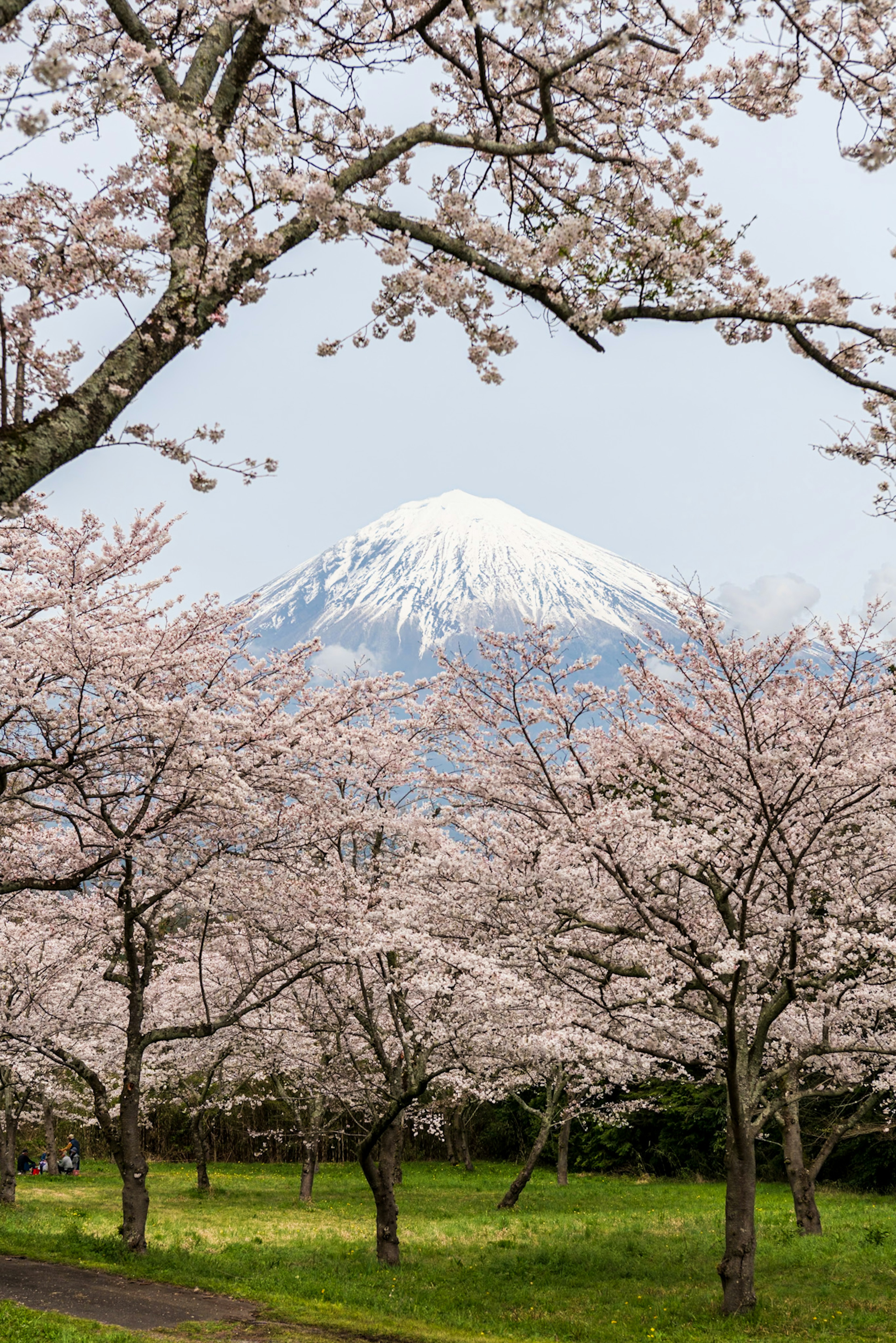 Hermoso paisaje del monte Fuji rodeado de cerezos en flor