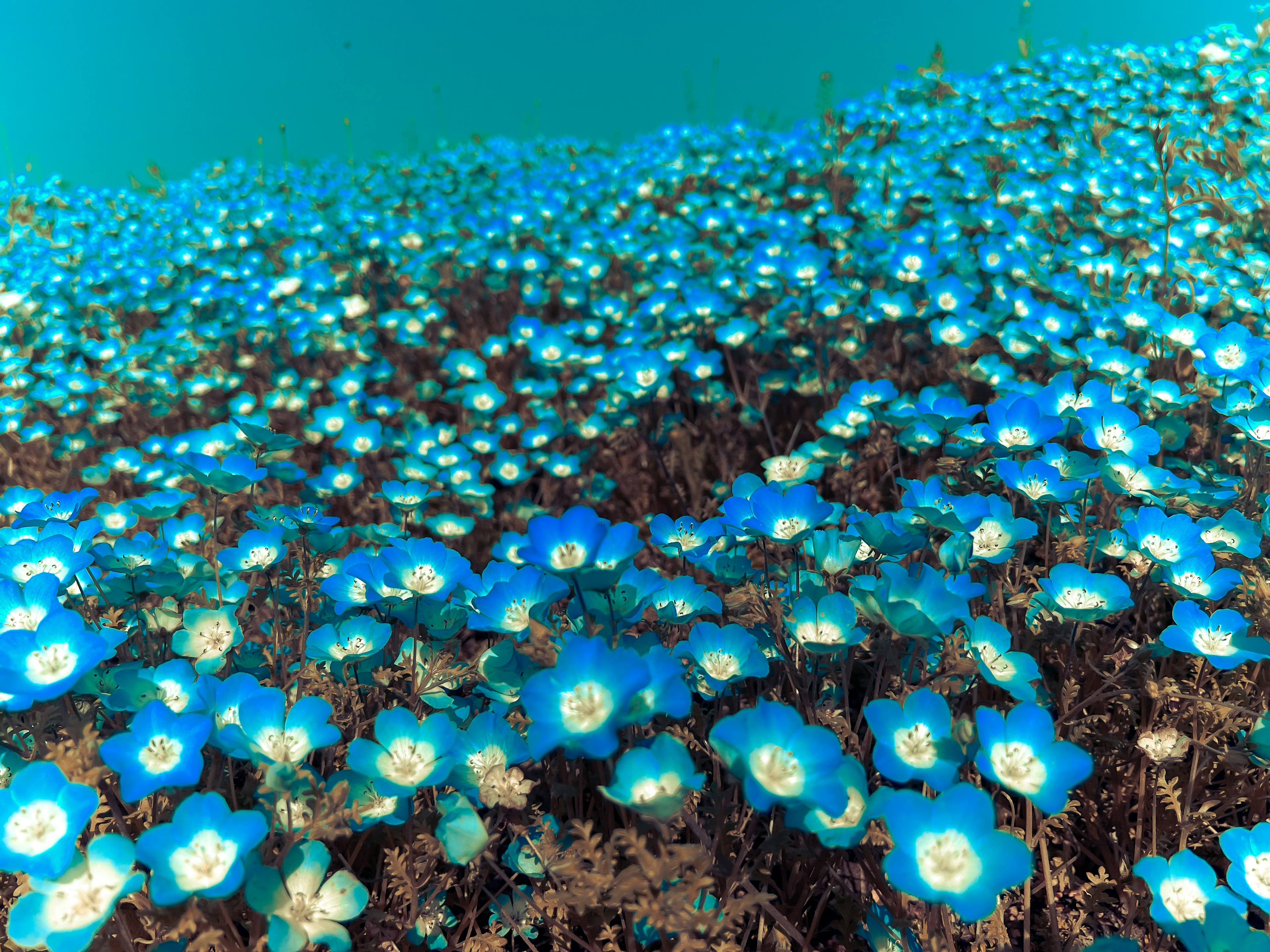 Un paesaggio riempito di fiori blu vibranti e tonalità stupende