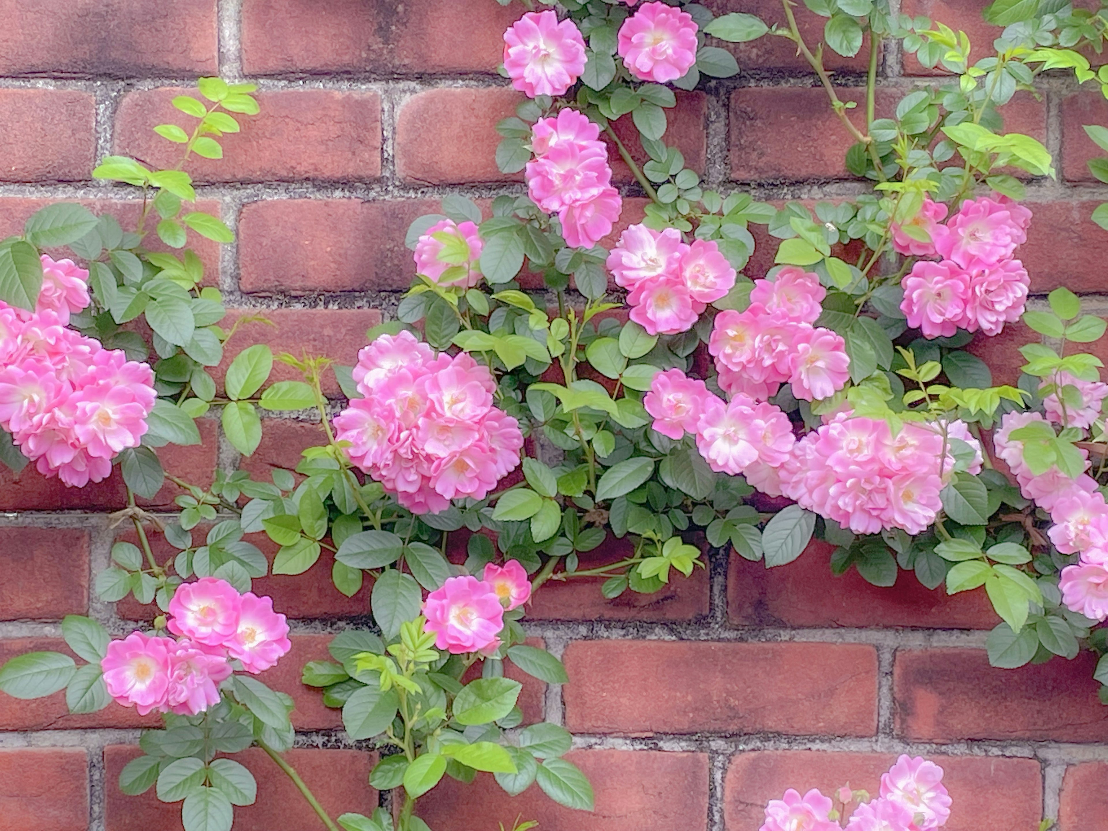 Pink roses blooming against a red brick wall