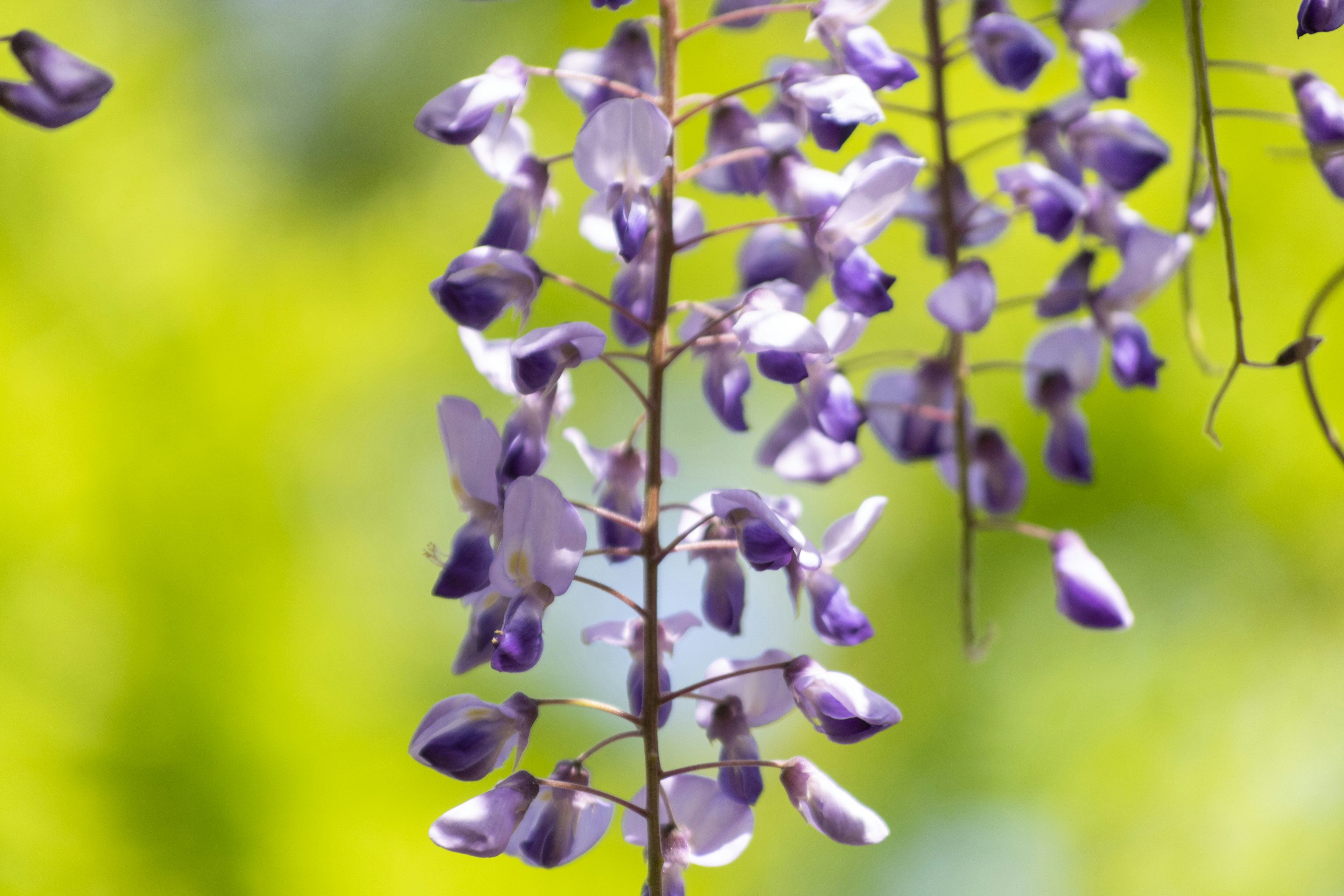 紫色の藤の花が緑の背景に垂れ下がっている