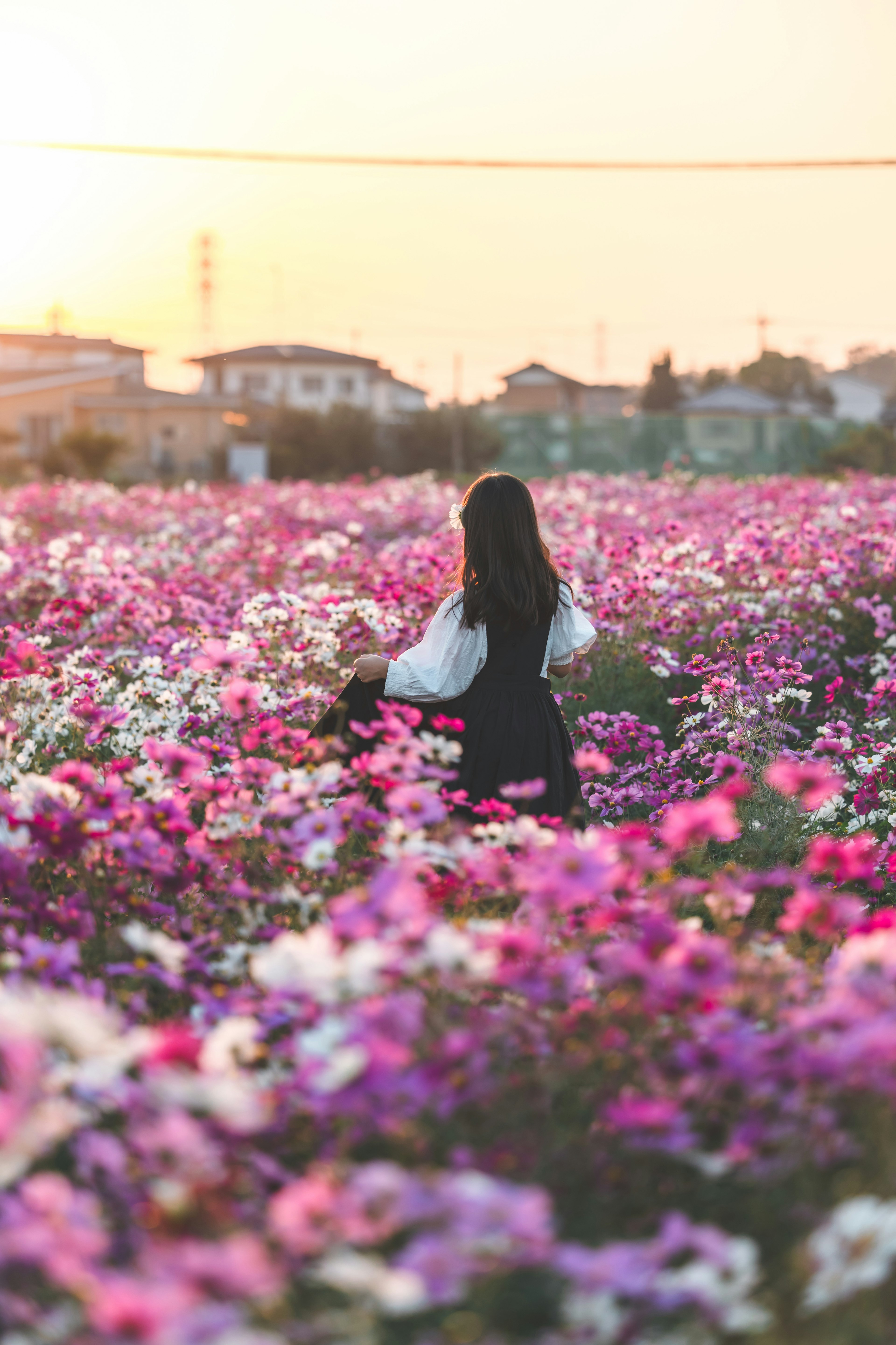 夕日を背景にした花畑で背を向けて座る女性のシルエット