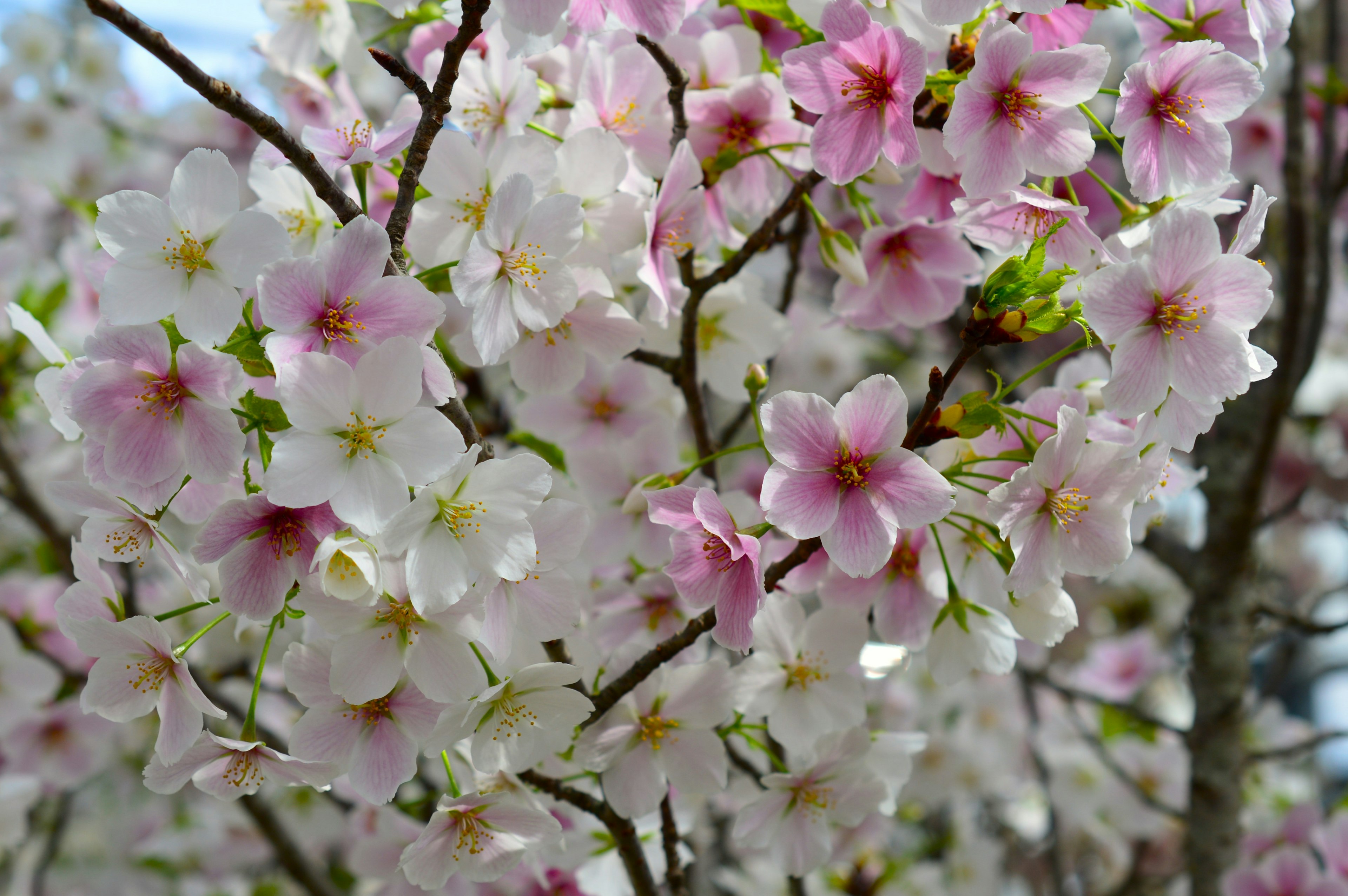 桜の花が咲いている枝のクローズアップ