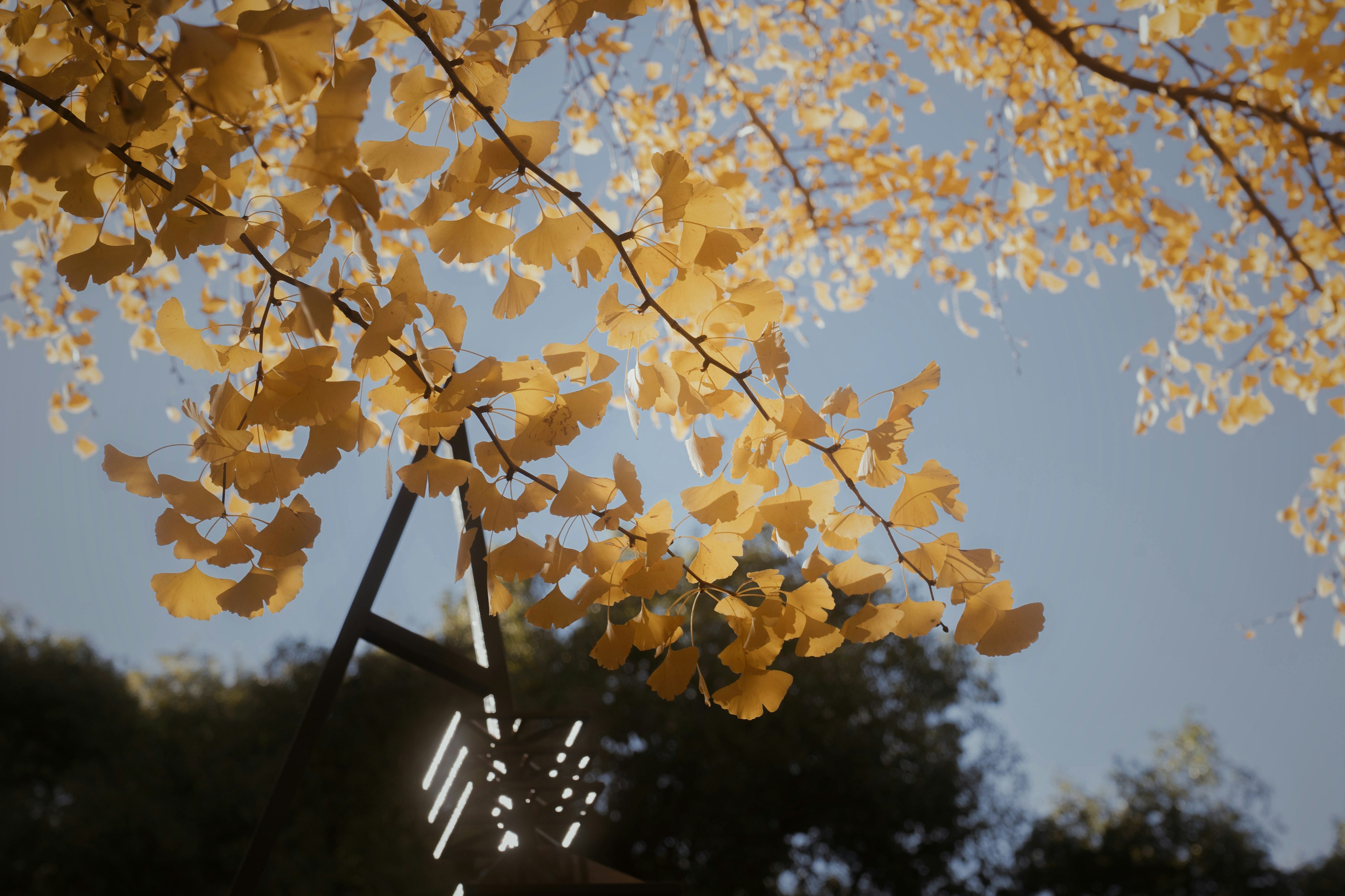 Goldene Blätter schimmern auf Ästen unter einem blauen Himmel mit einer Laterne