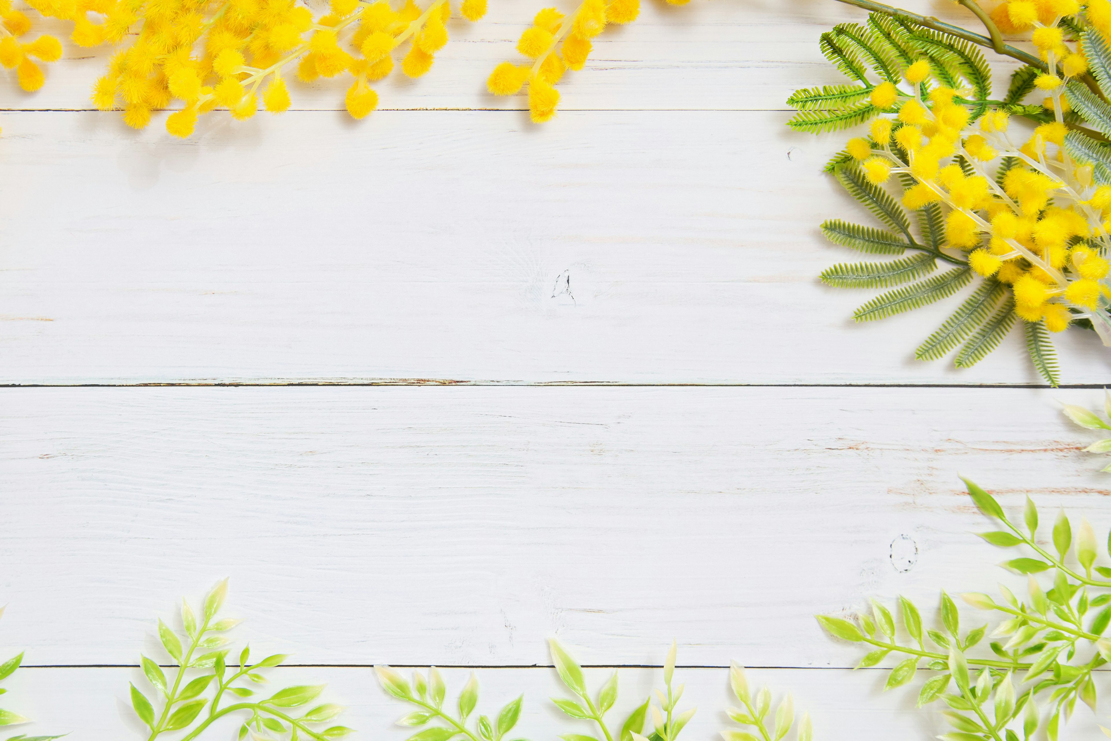 Fiori di mimosa gialli brillanti e foglie verdi disposti su un tavolo di legno bianco