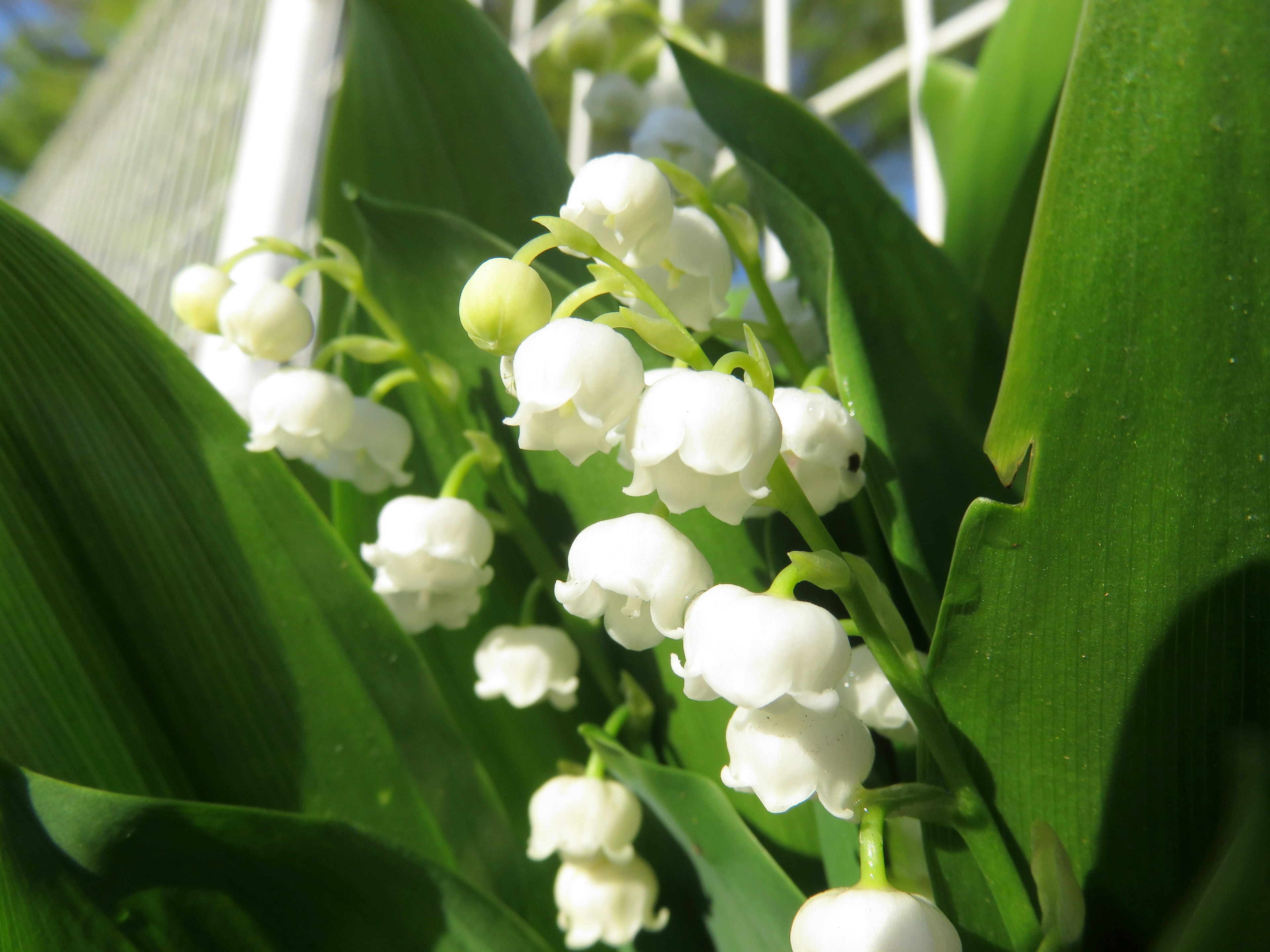 Racimo de flores de lirio de los valles blancas rodeadas de hojas verdes