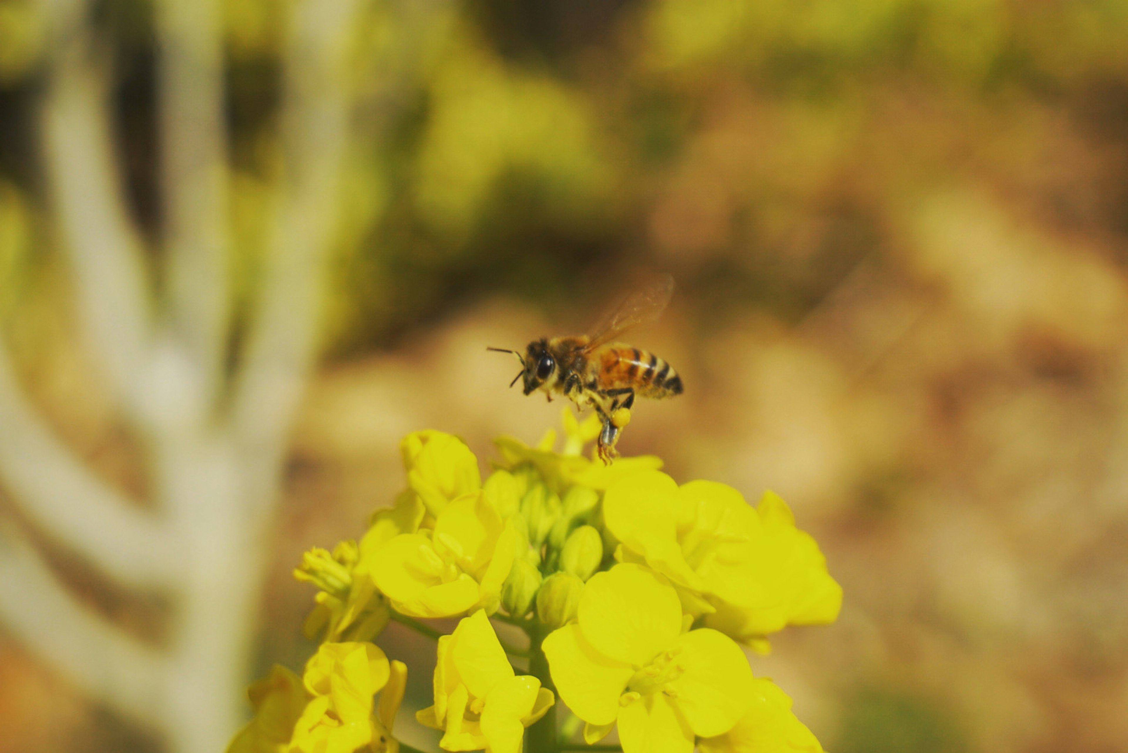 Abeille récoltant du nectar sur des fleurs jaunes vives