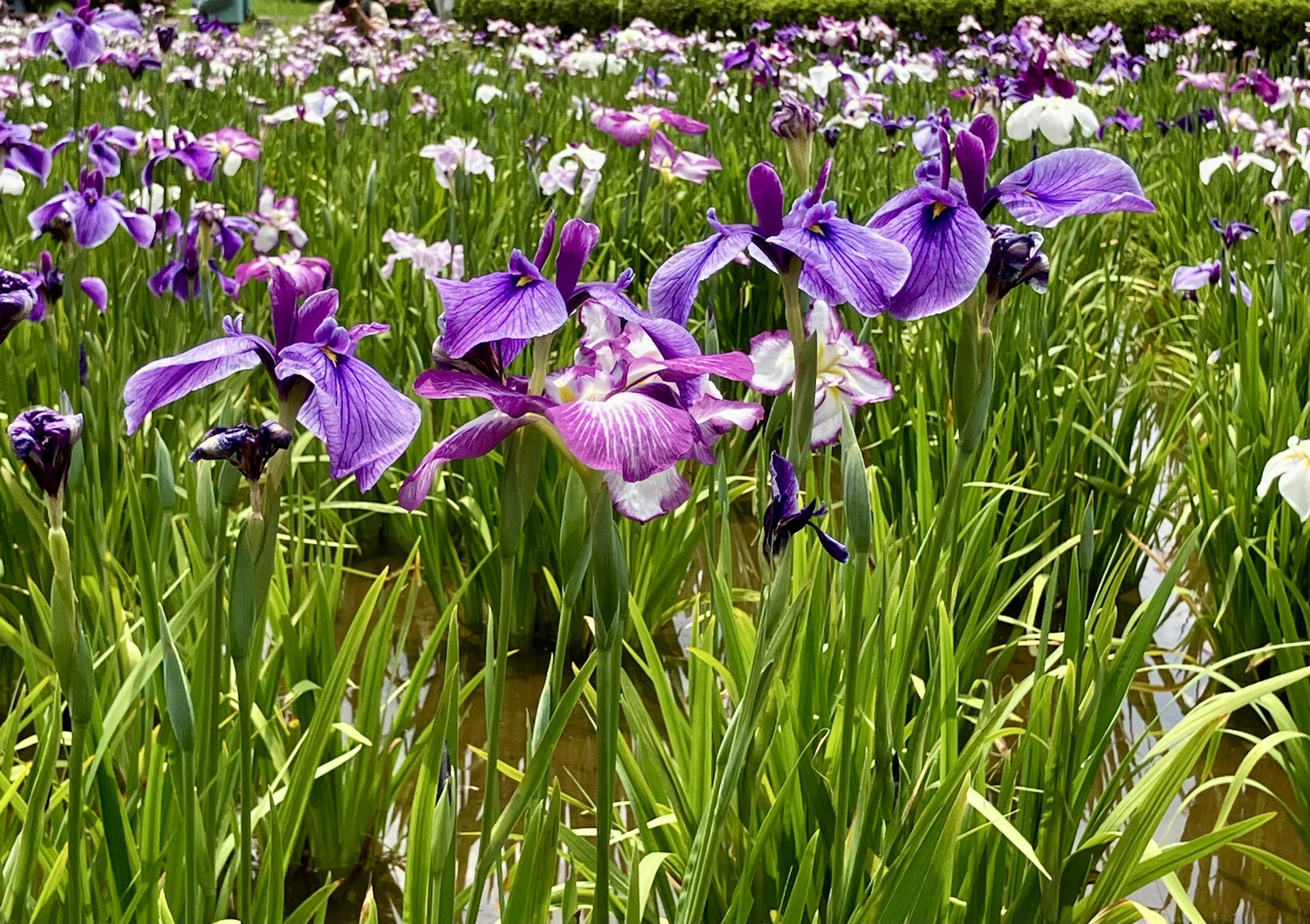 紫色と白の花が咲く美しいアイリスのフィールド