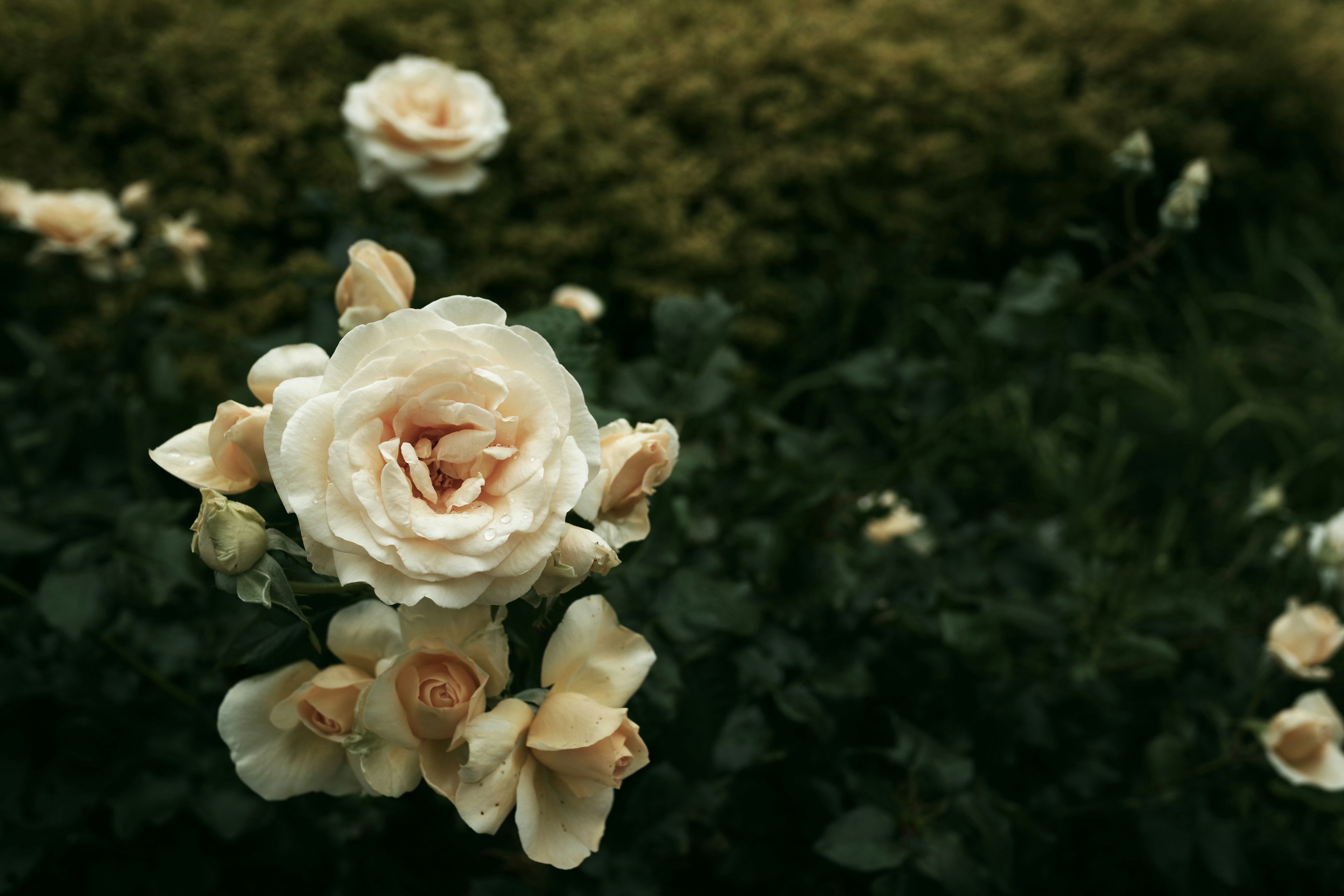 Soft-colored roses blooming in a garden