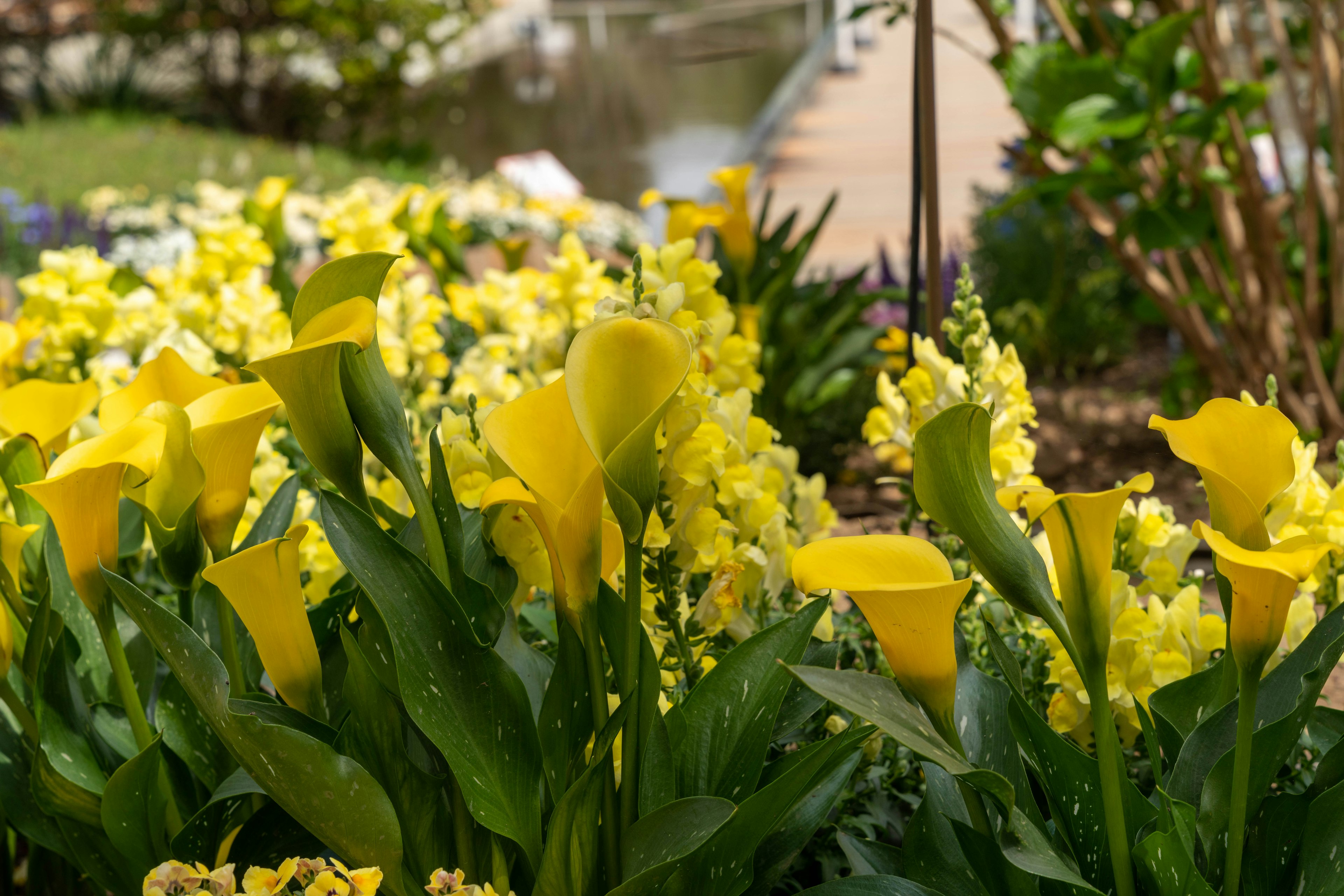 Una escena de jardín con vibrantes lirios amarillos y otras flores