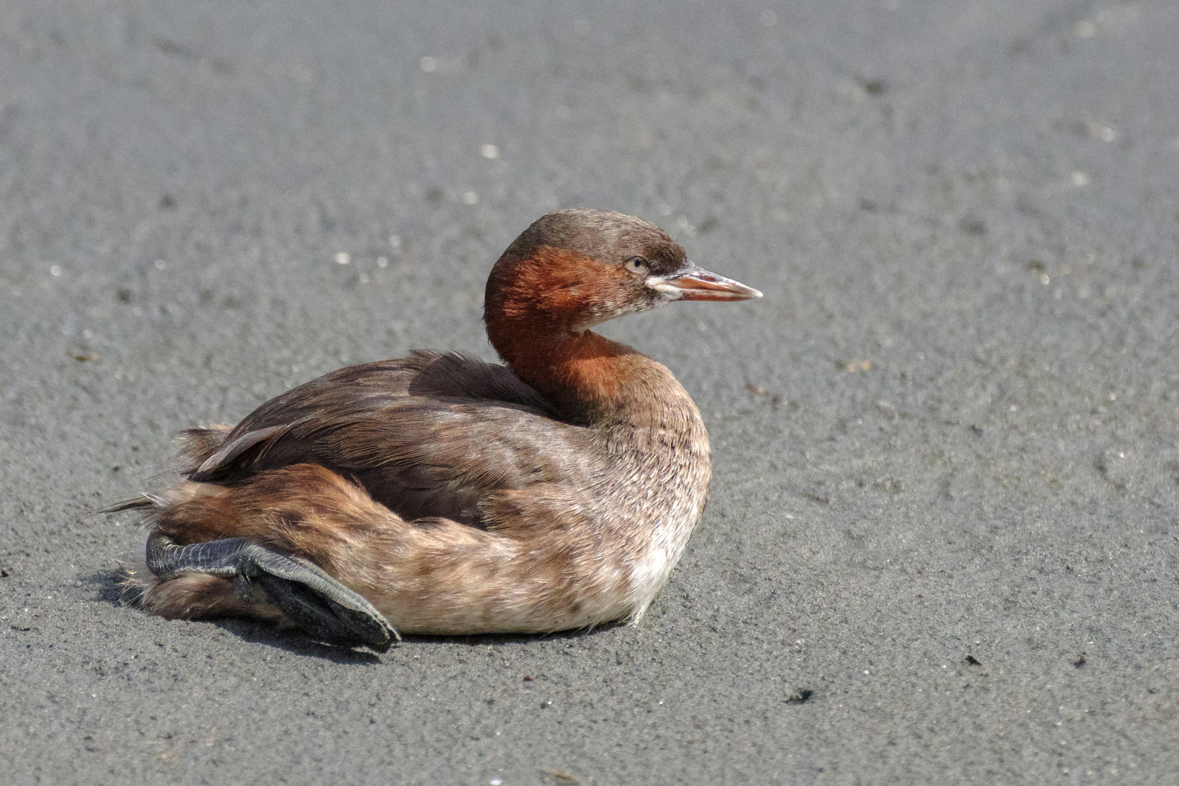 Ein brauner, enteähnlicher Vogel, der im Sand sitzt